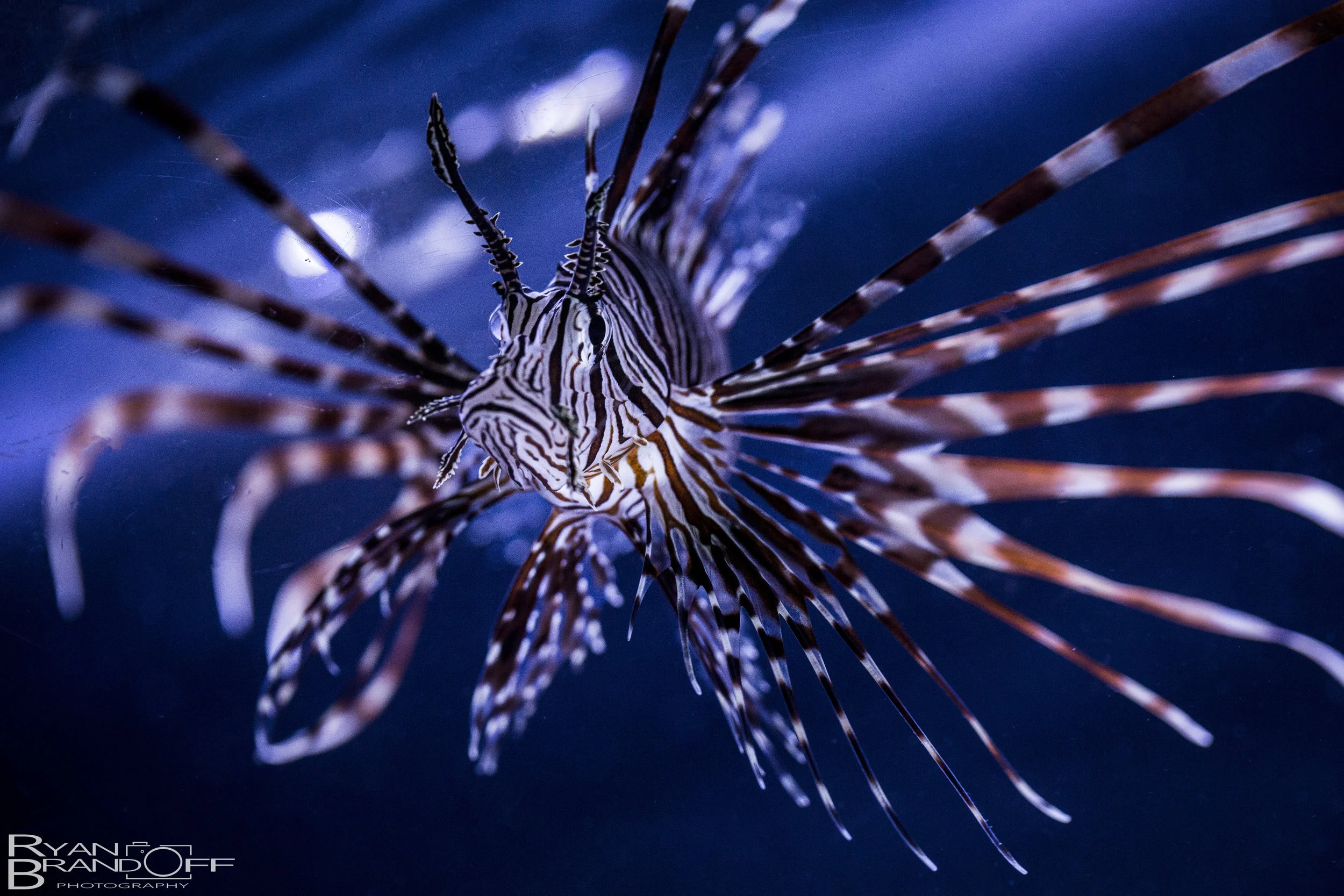 Fish-1.jpg