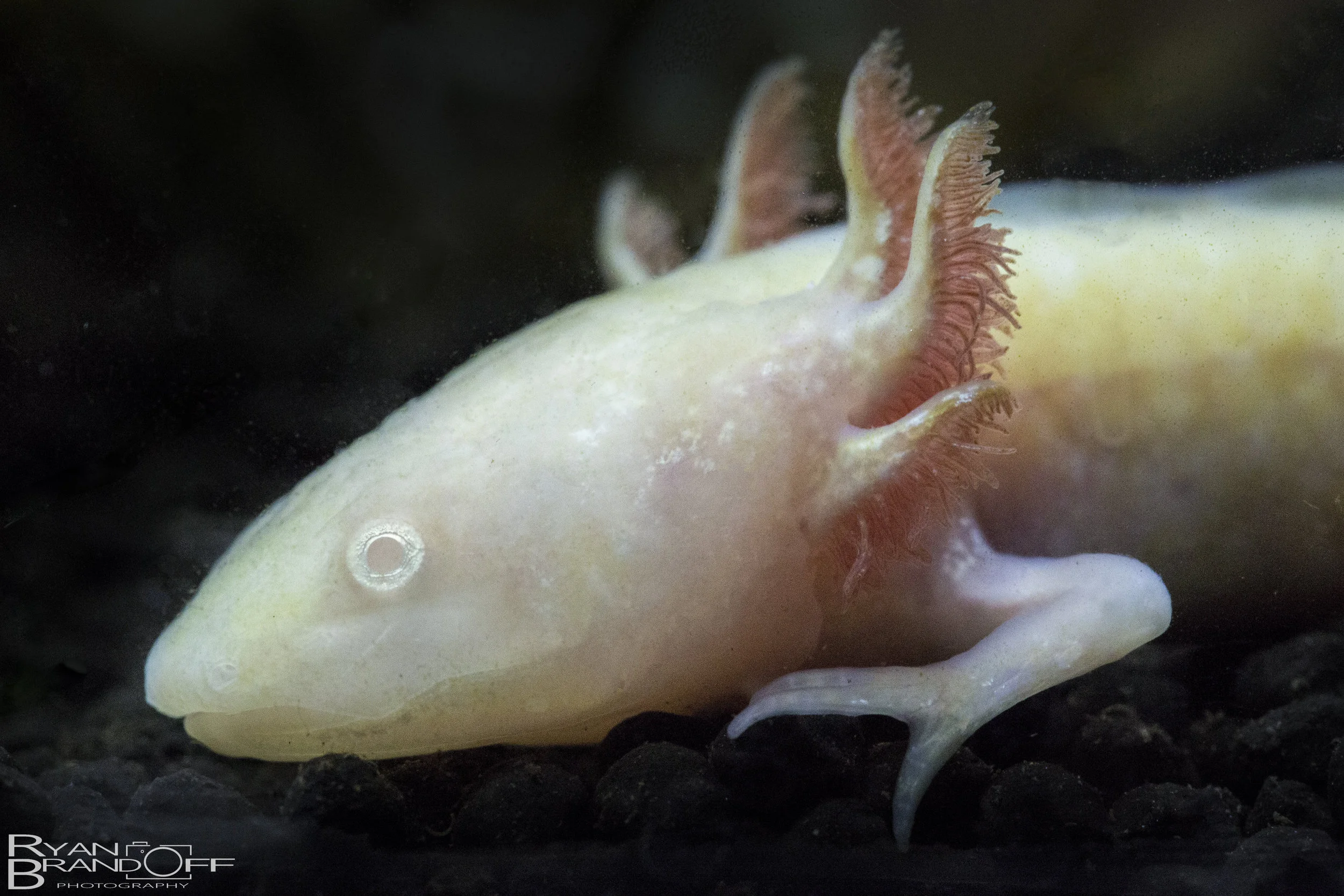 Fish-2.jpg