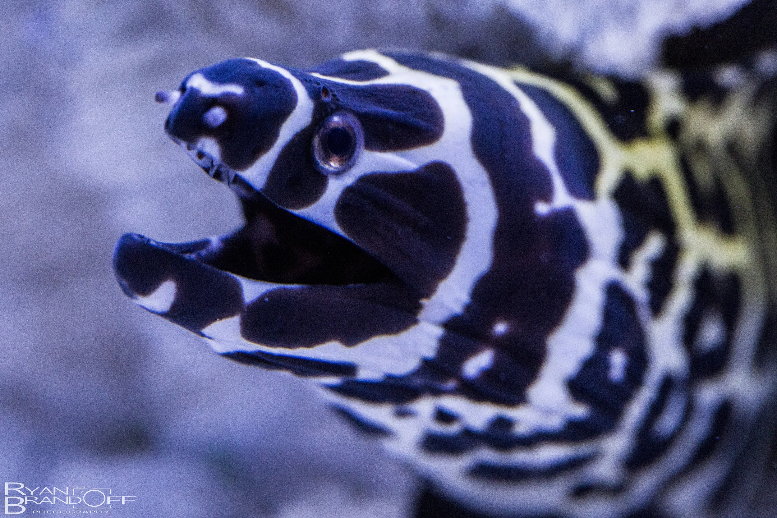 Fish-3.jpg