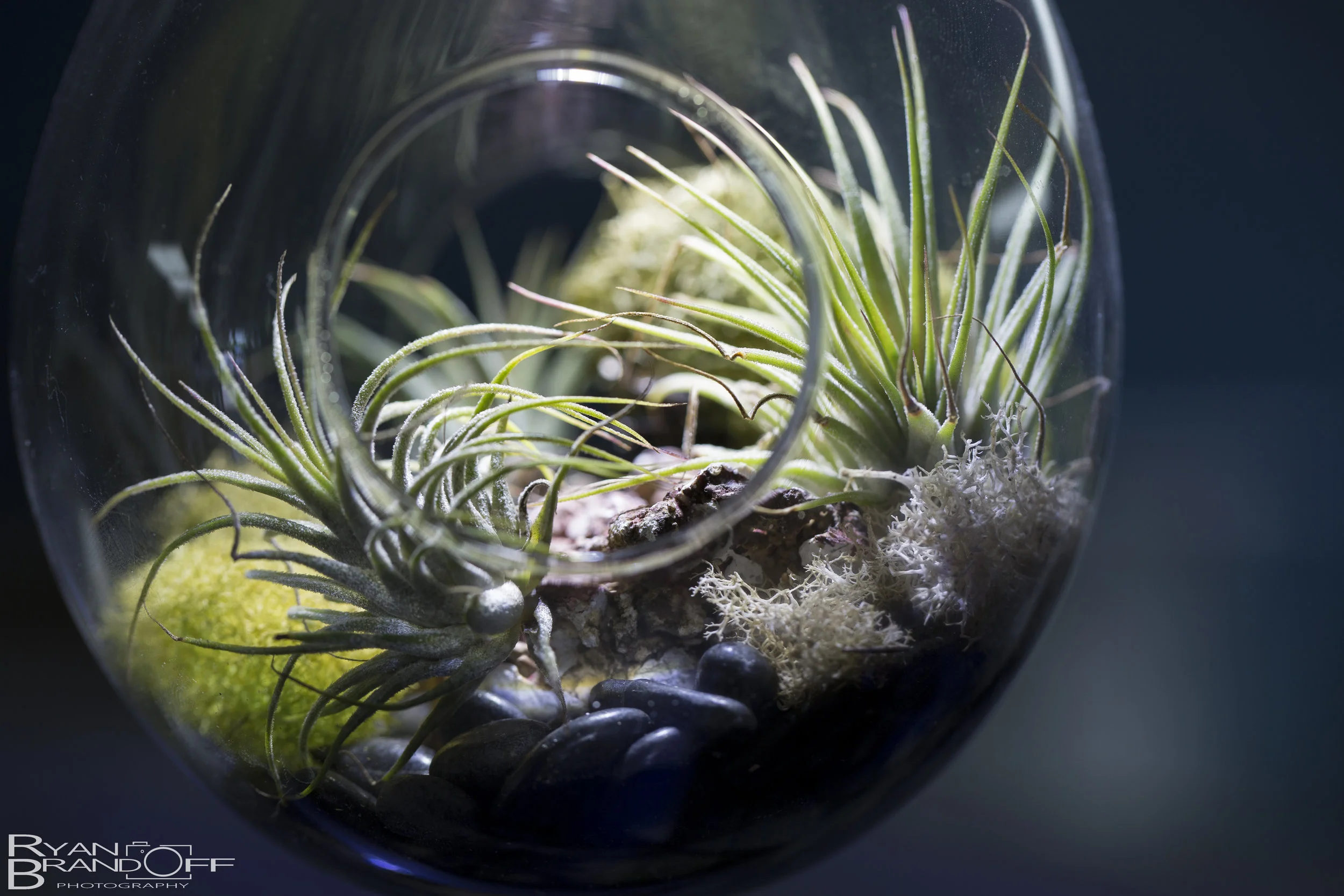 Fish-2.jpg