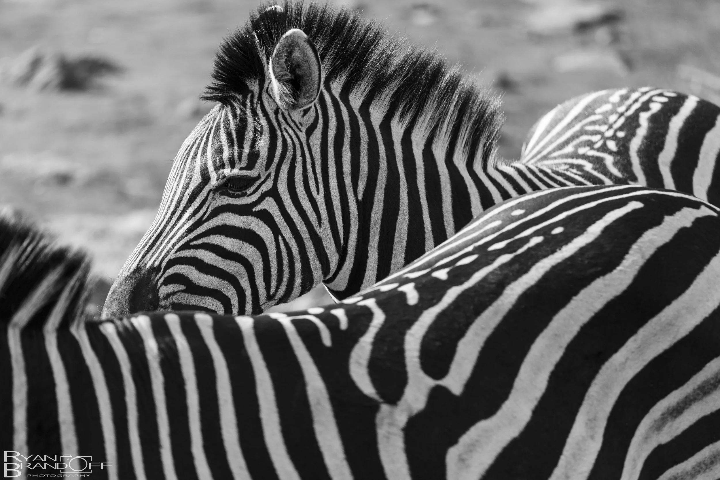 Zebra-1.jpg