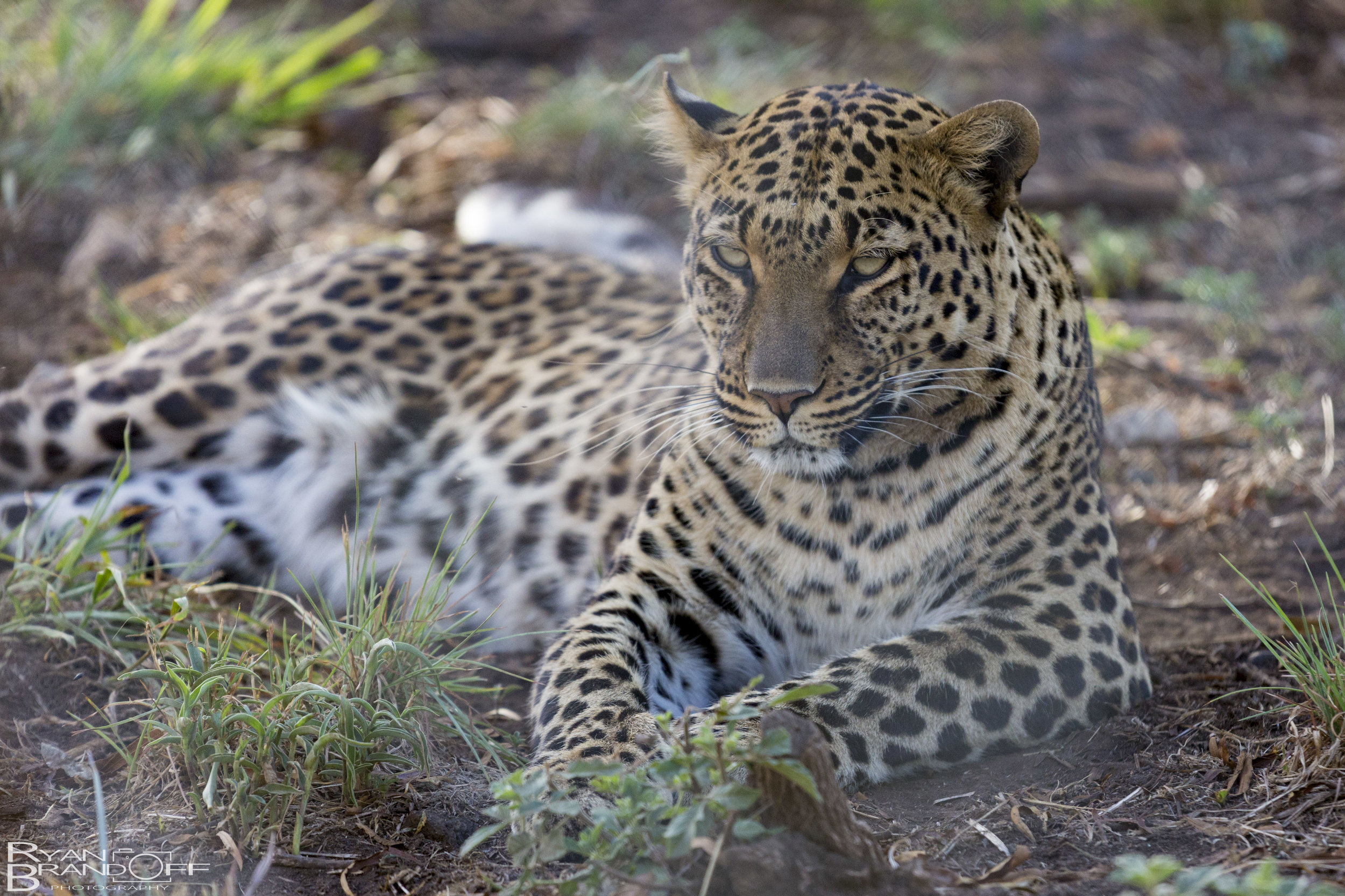 Animals-3.jpg