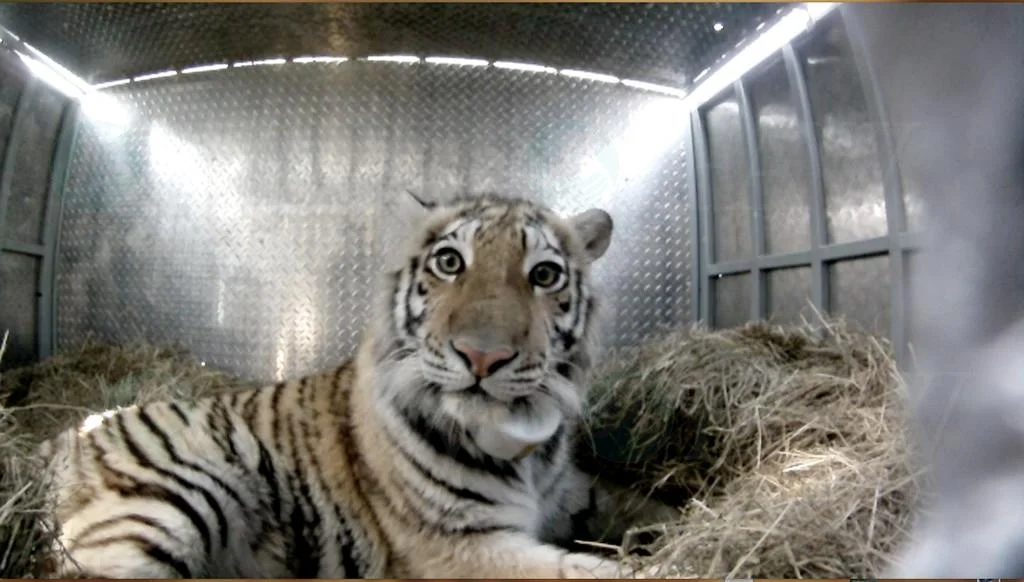 Zolushka, the rescued tiger