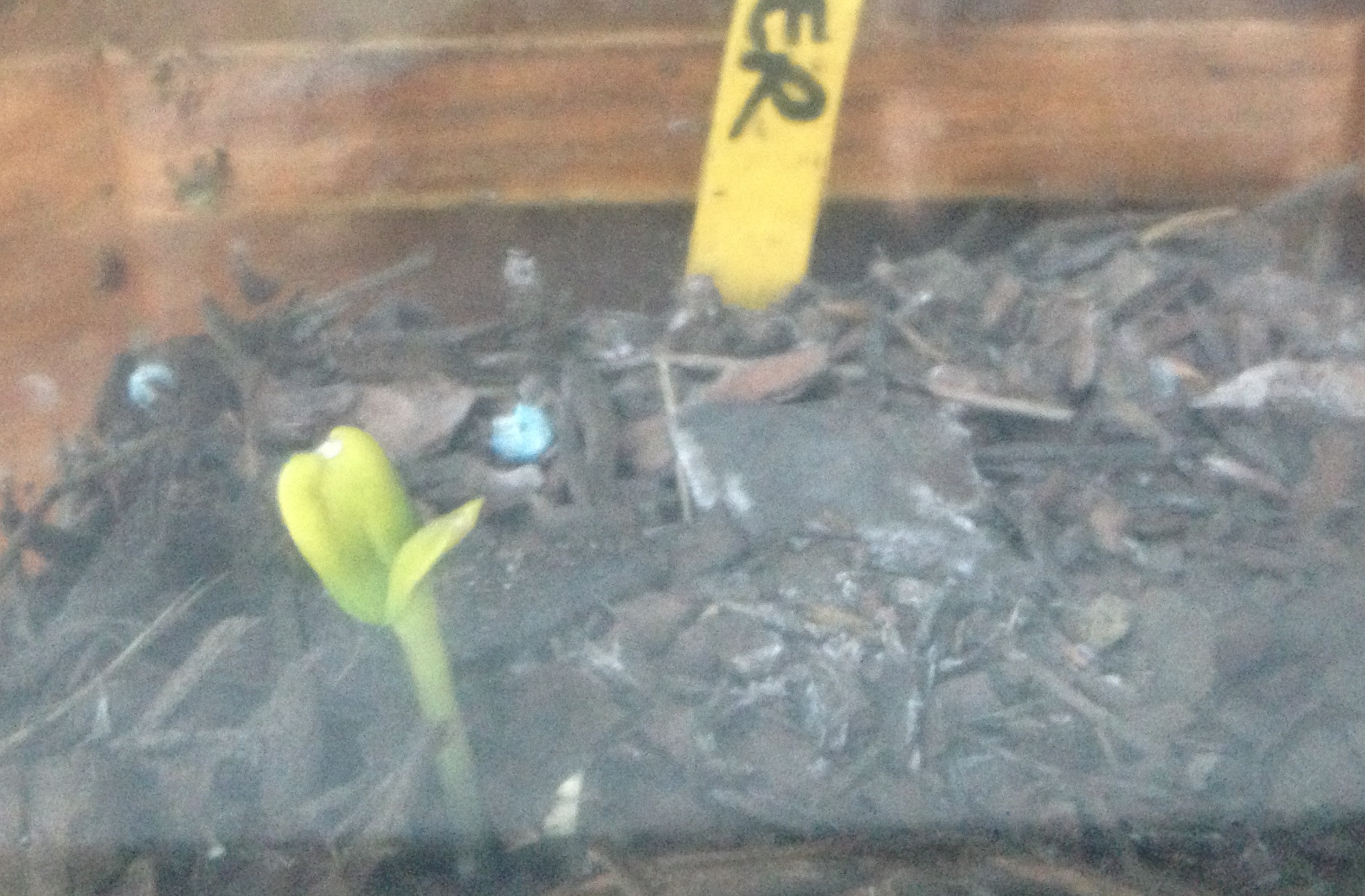 Breaking news: our seeds from last week are sprouting! Since this photo there is a second Sunflower shoot and a tiny tomato shoot. It's amazing to watch the transformation of these seeds.