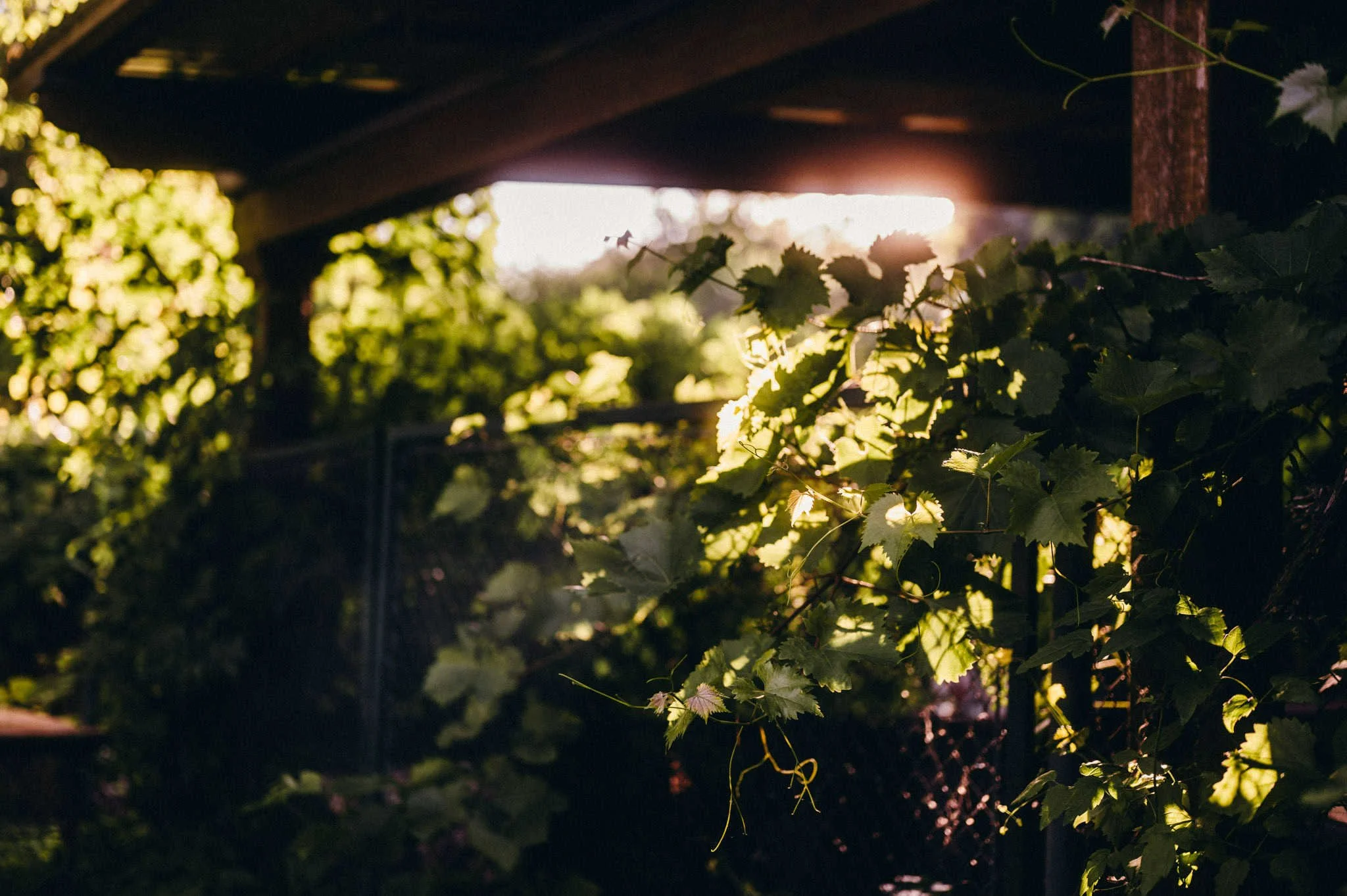 vogelsfotos Weingut Hahn hochzeit RheinMain-071.jpg