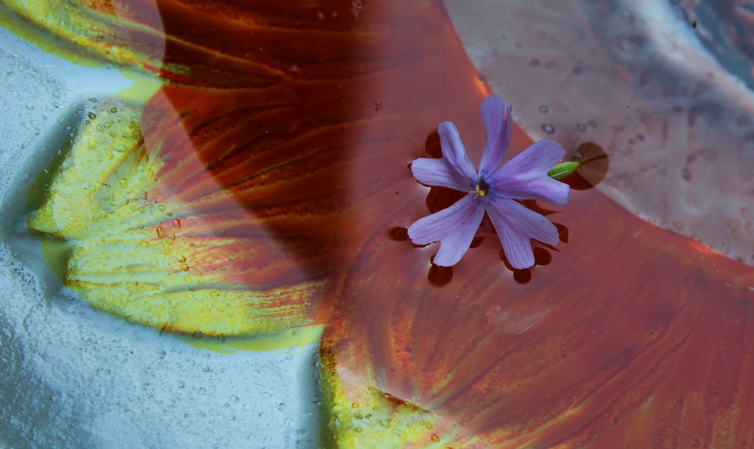 17 Flower in Bird Bath.jpg