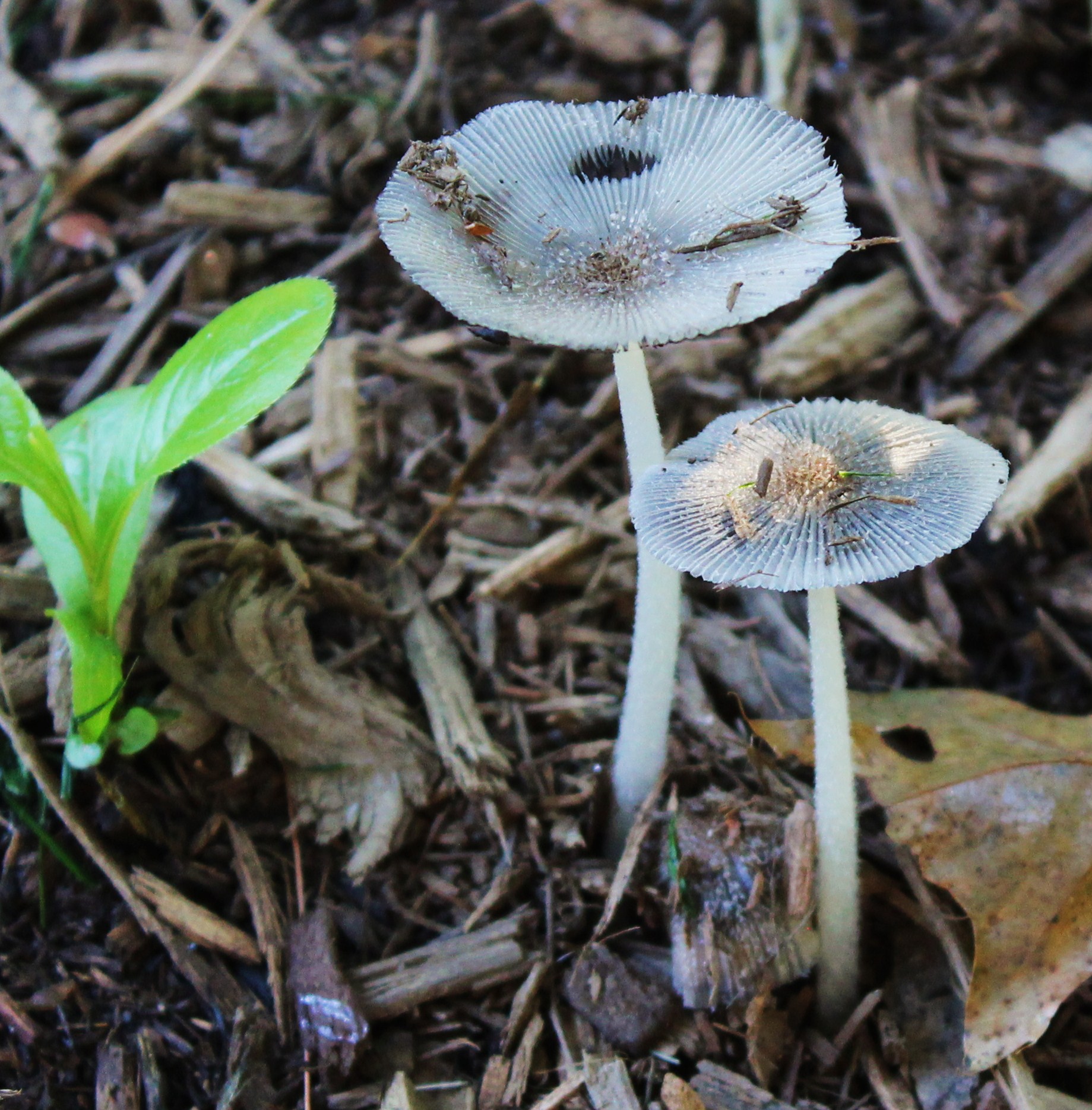 15 Mushrooms.jpg