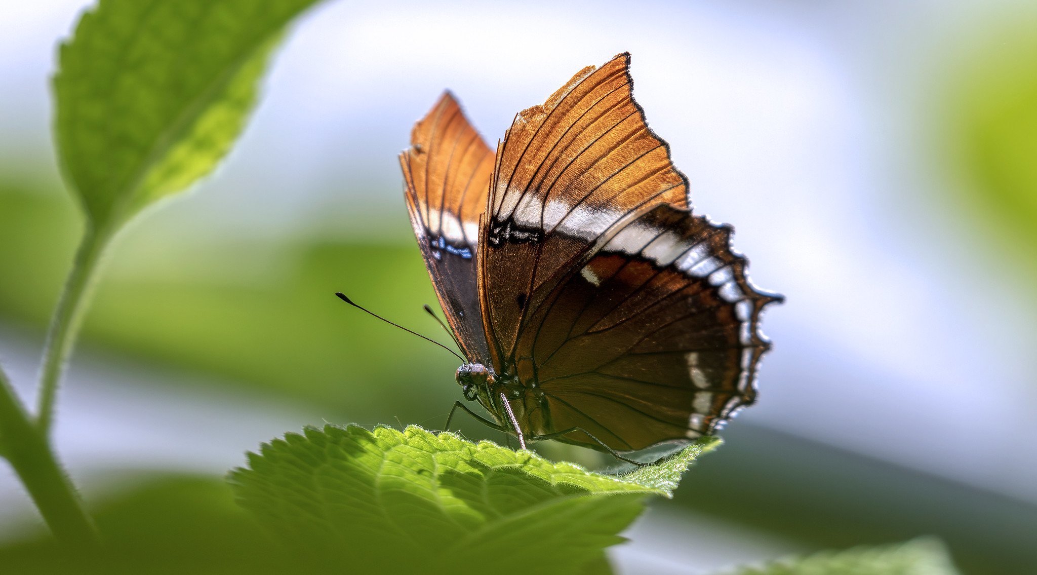 Butterfly Revisited (June 2022)
