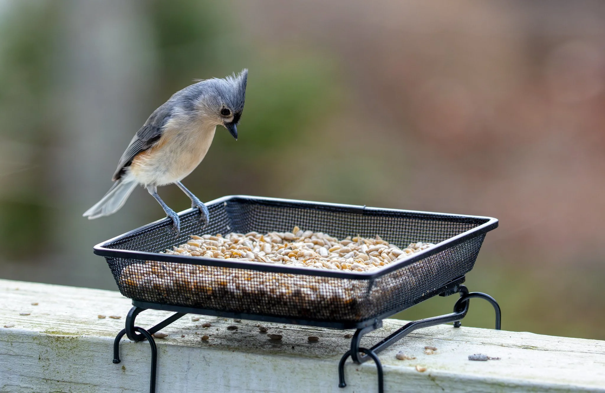 Bird Feeder (December 2025)