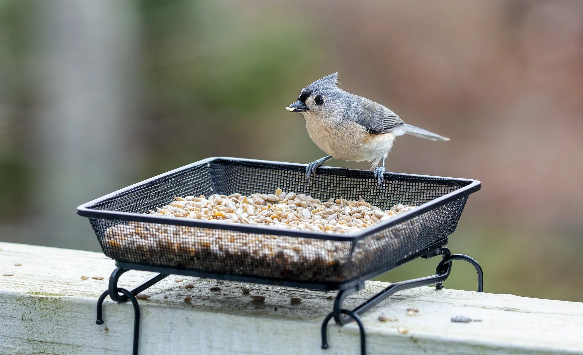 Bird Feeder (December 2025)