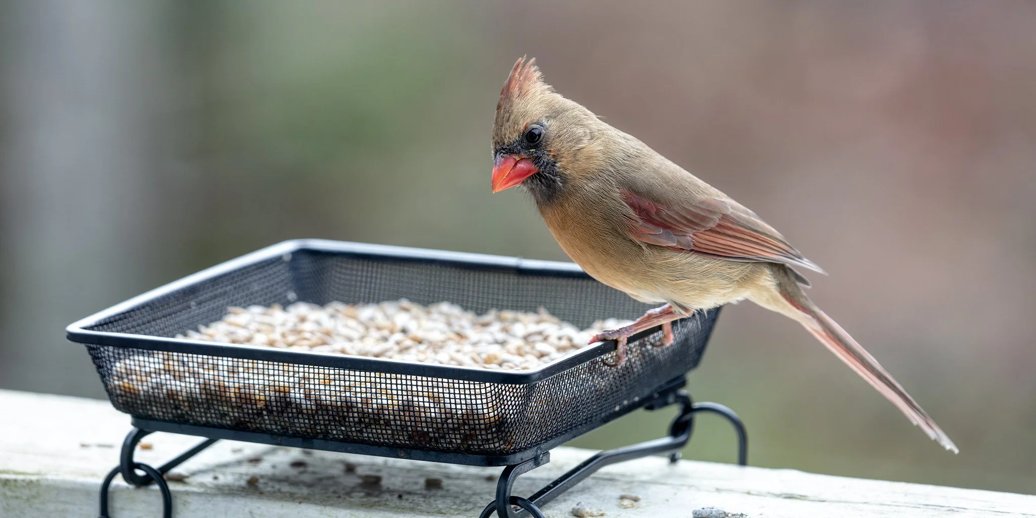 Bird Feeder (December 2025)