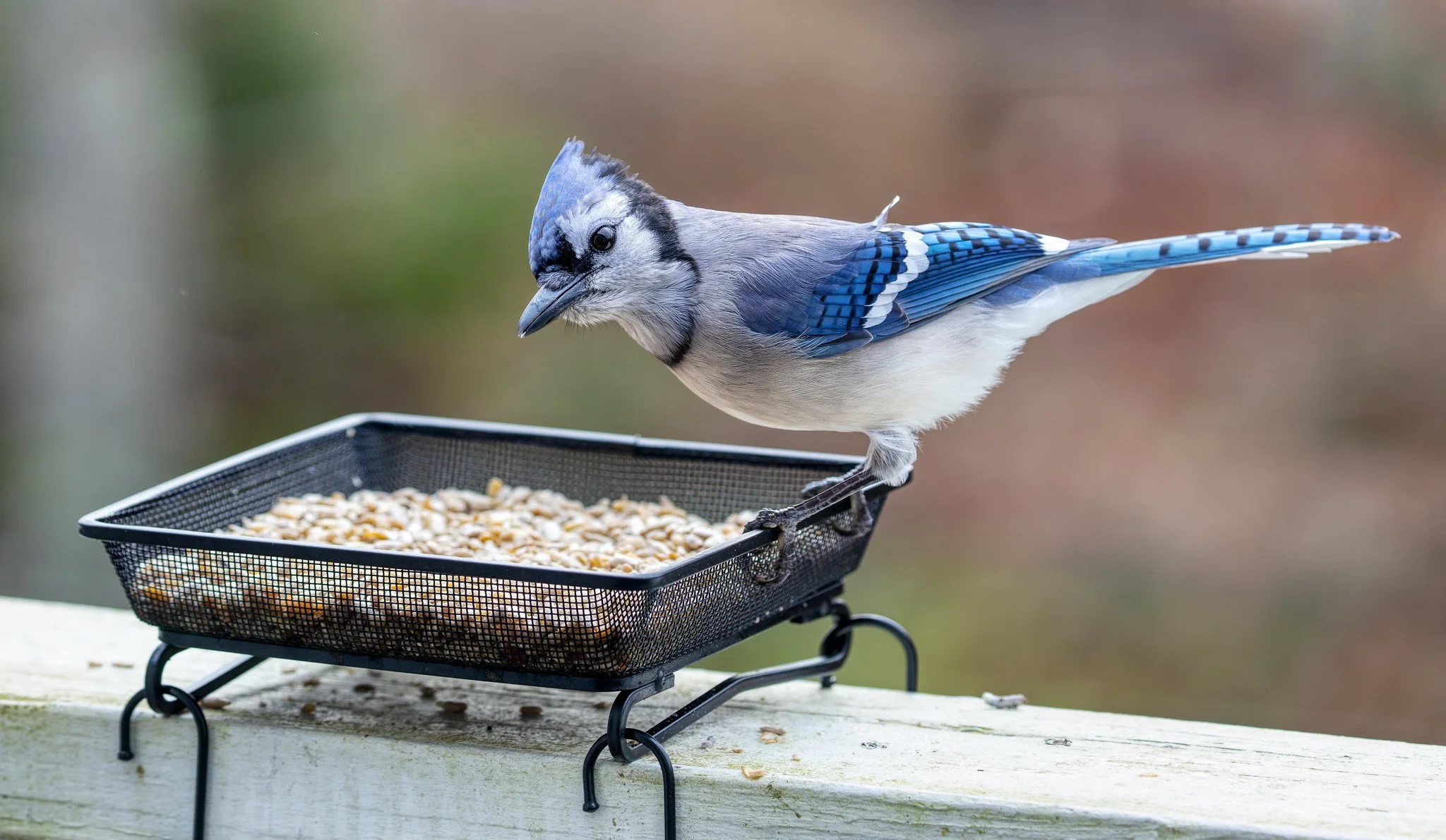 Bird Feeder (December 2025)