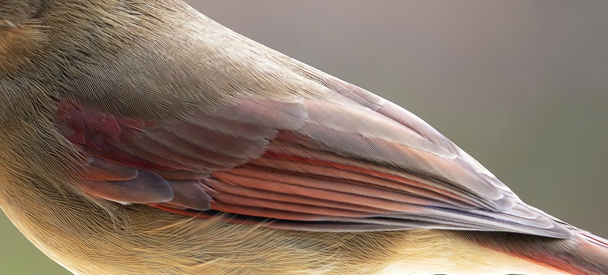 Bird Feeder (December 2025)