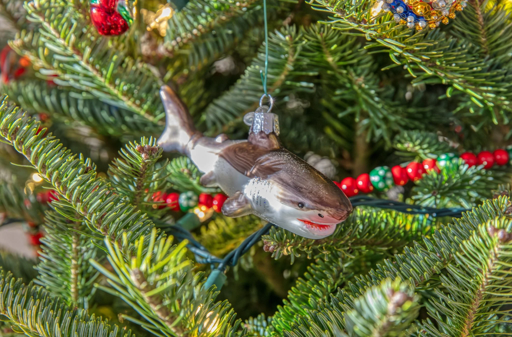 Christmas Decorations (December 2025)