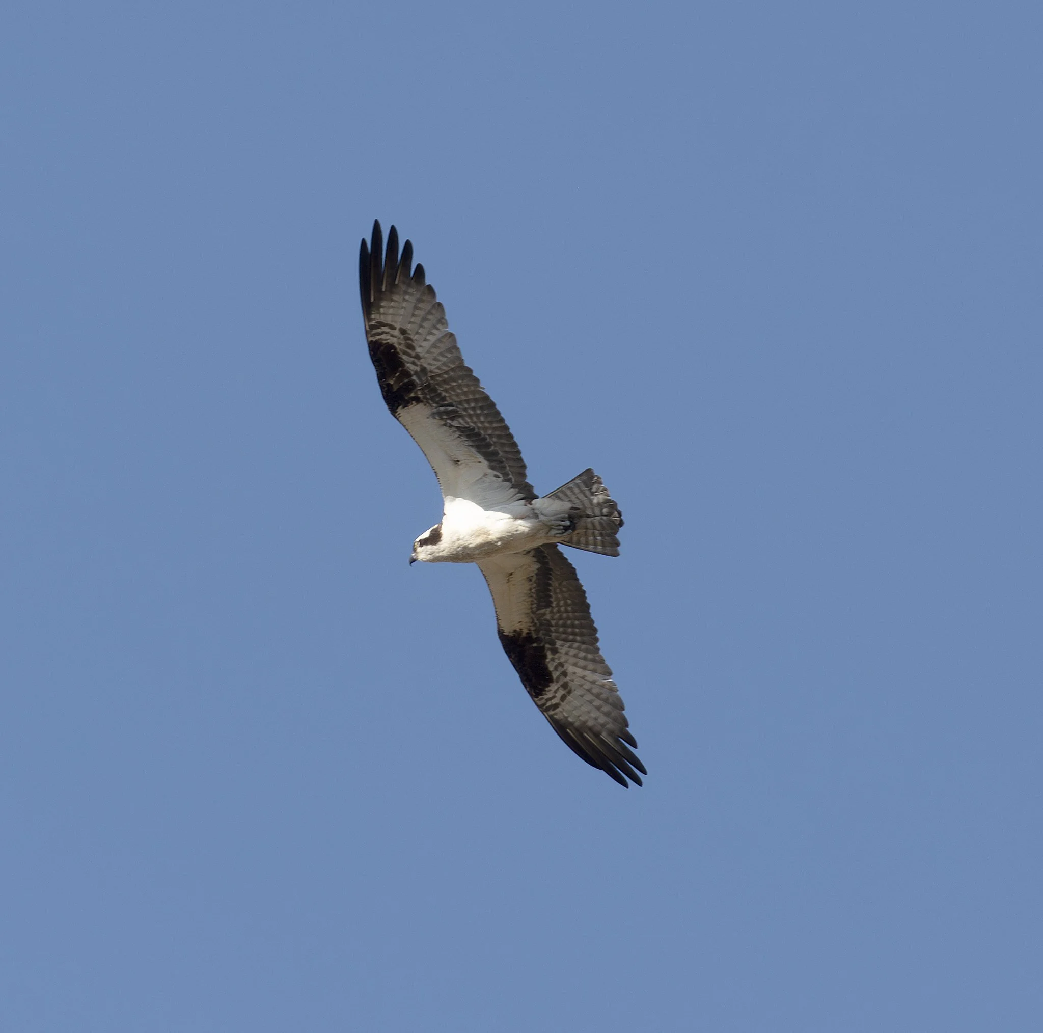 Birdwatching (April 2026)