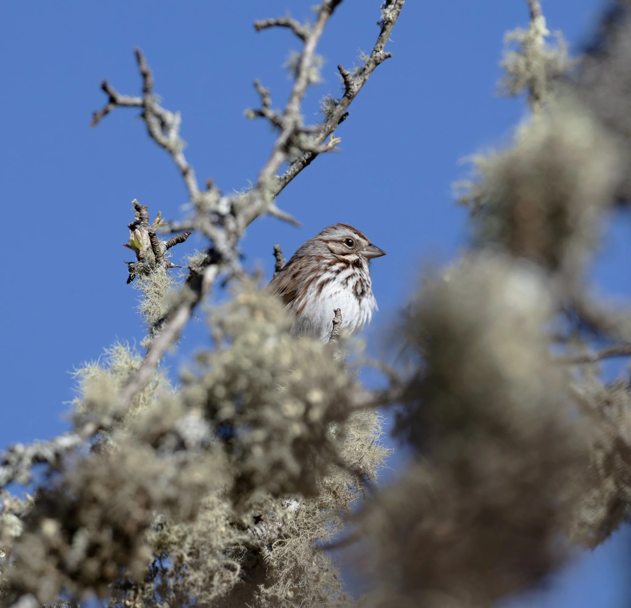 Birdwatching (April 2026)