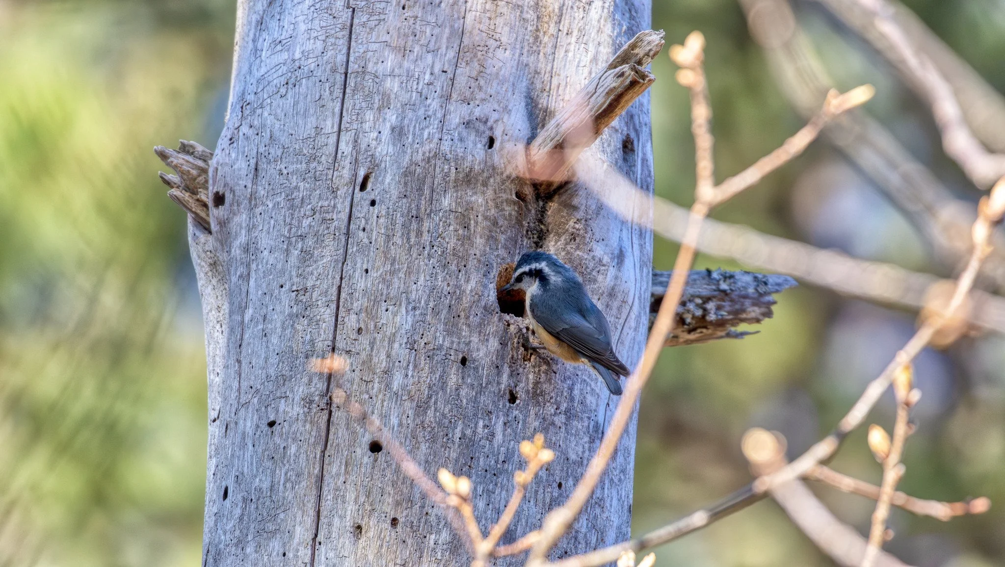 Birdwatching (April 2026)
