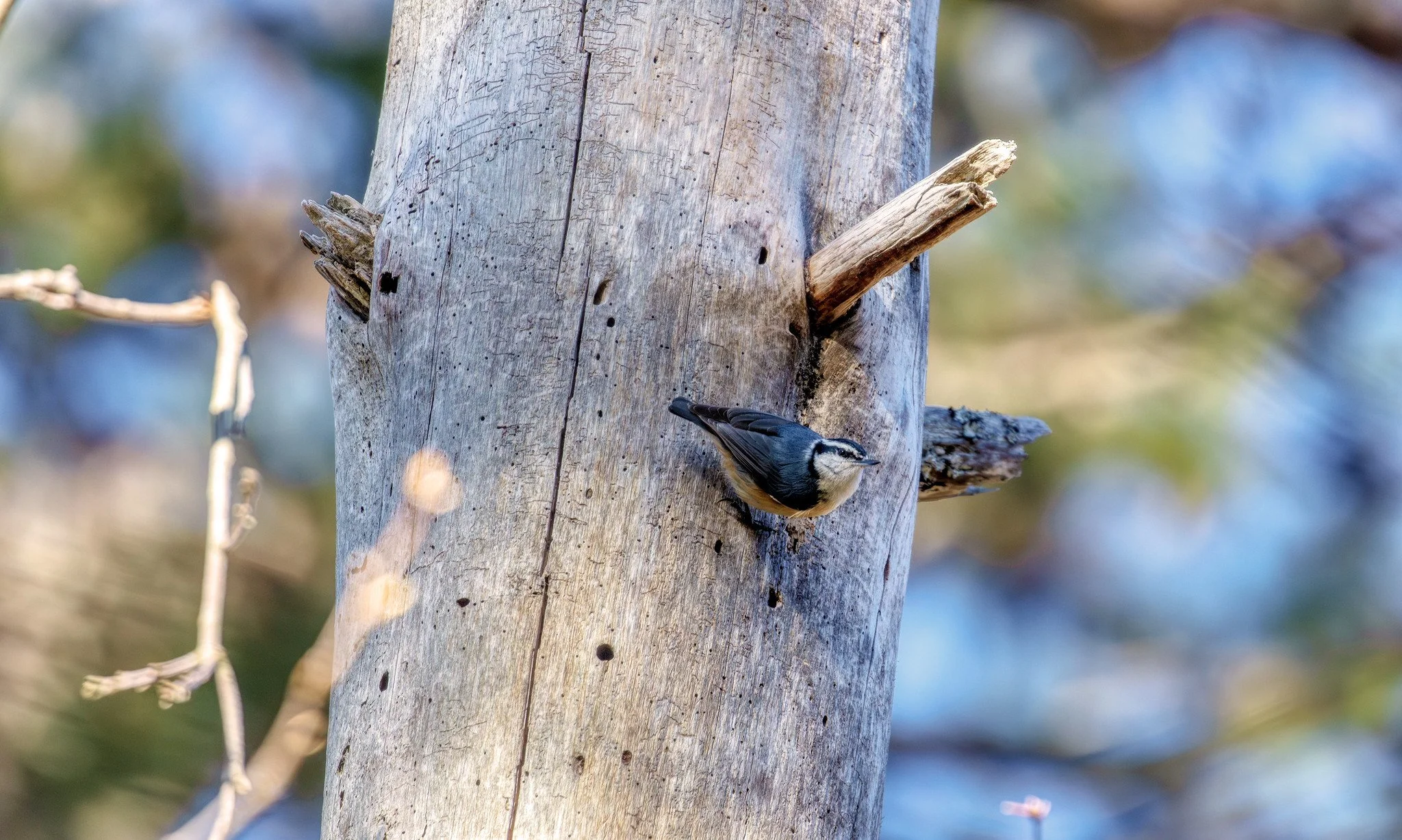 Birdwatching (April 2026)