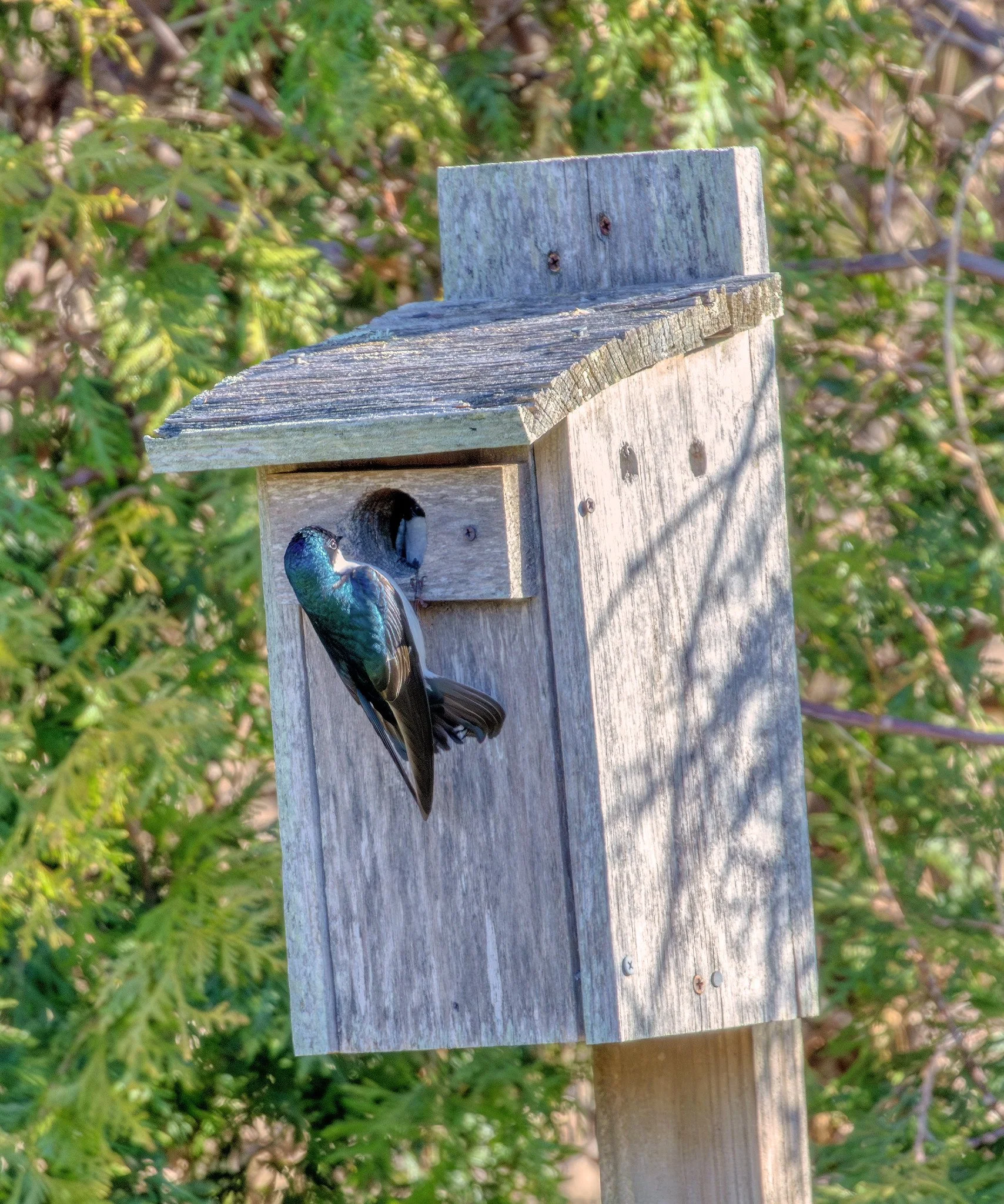 Birdwatching (April 2026)