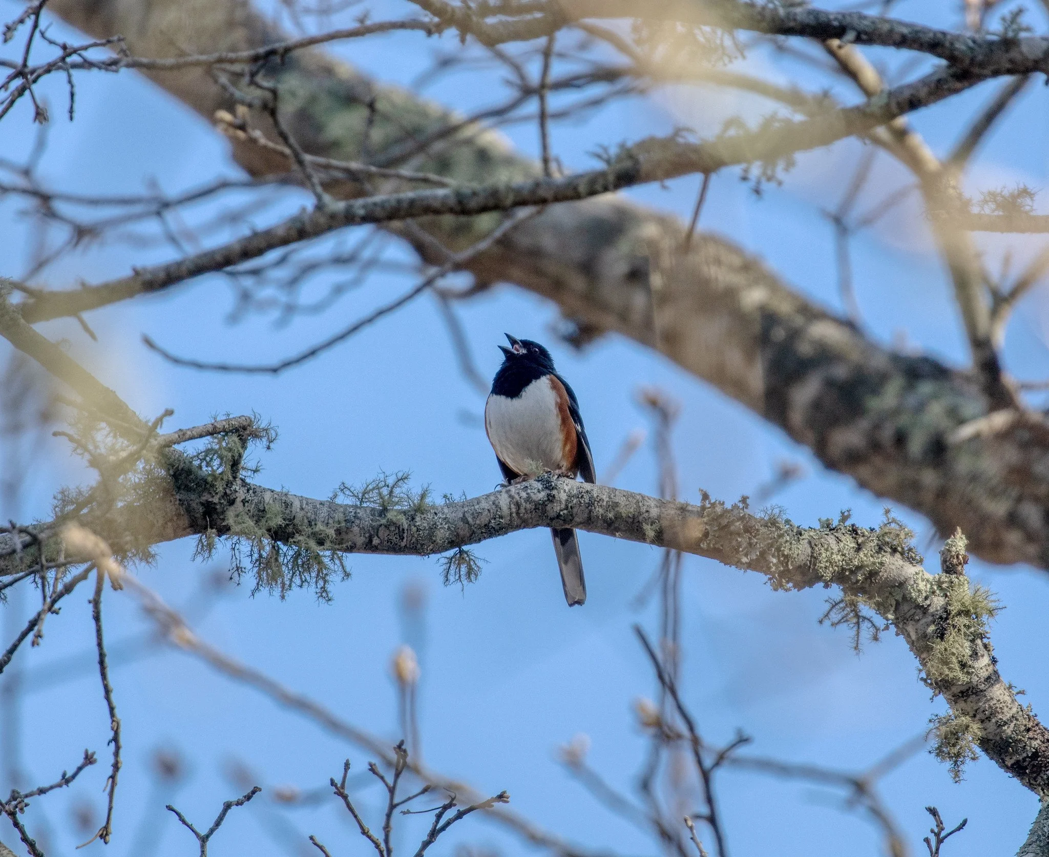 Birdwatching (April 2026)