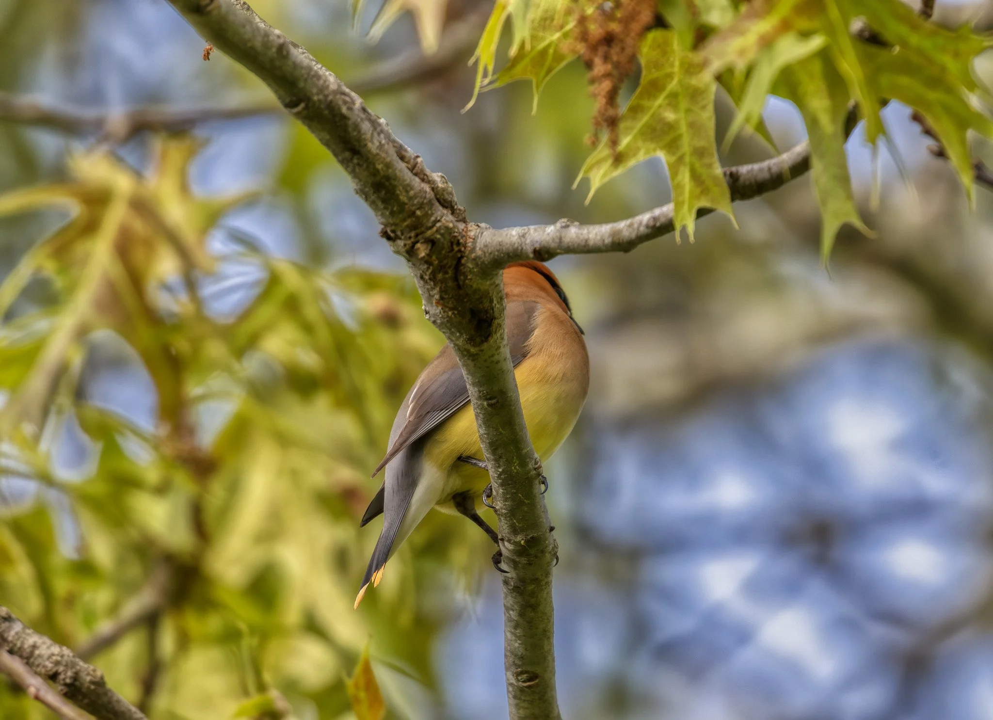 Birdwatching (May 2026)