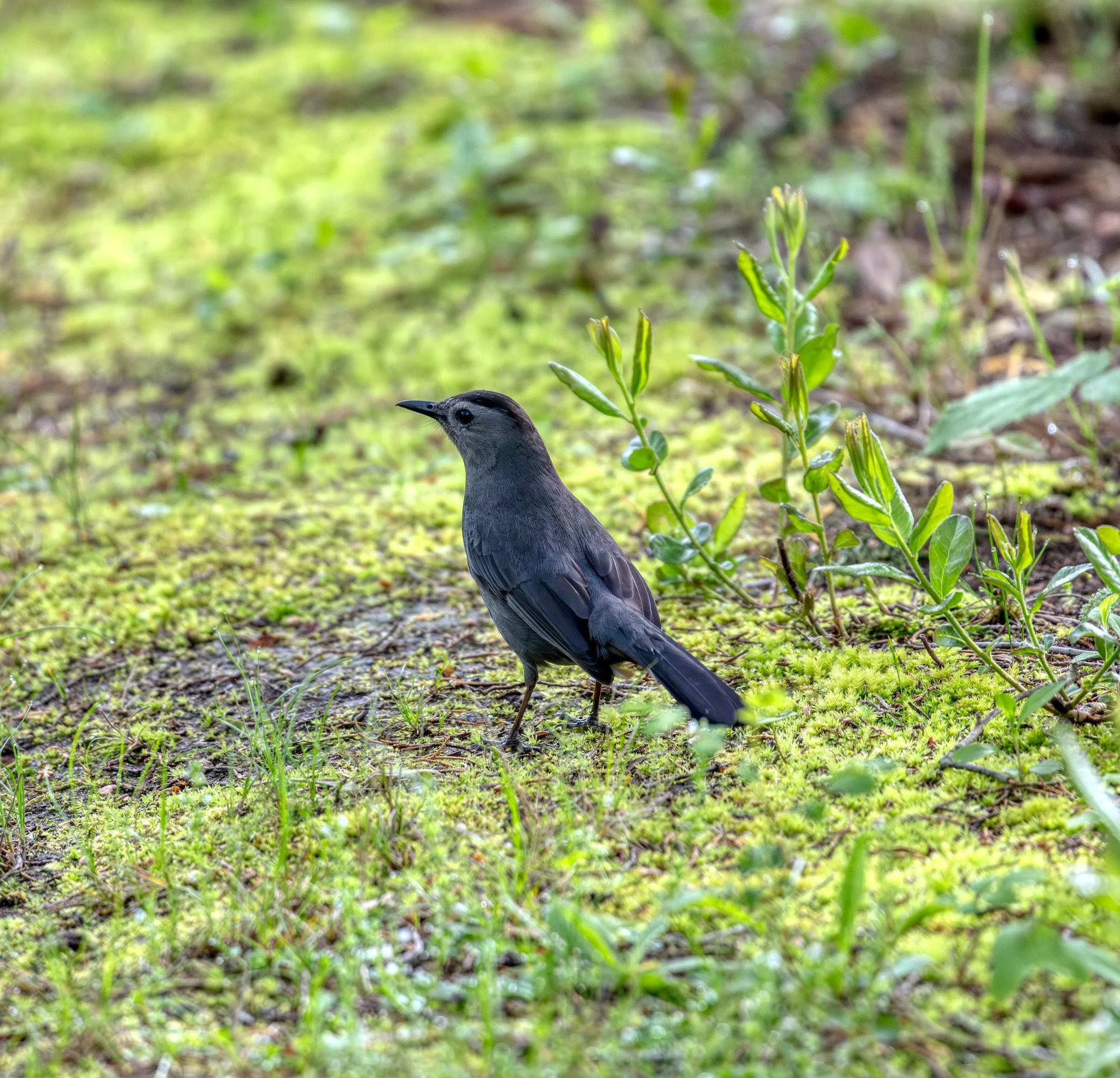 Birdwatching (May 2026)