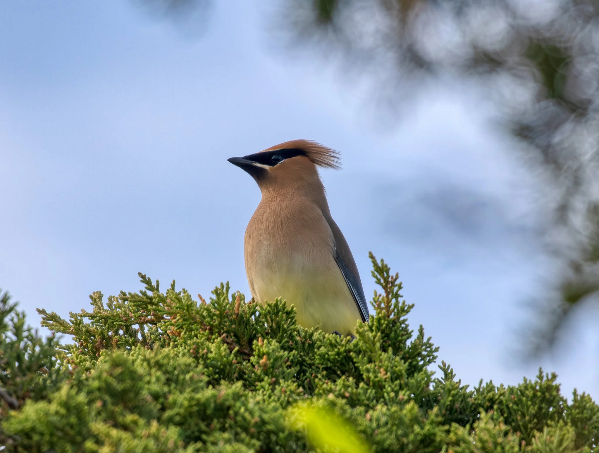Birdwatching (May 2026)