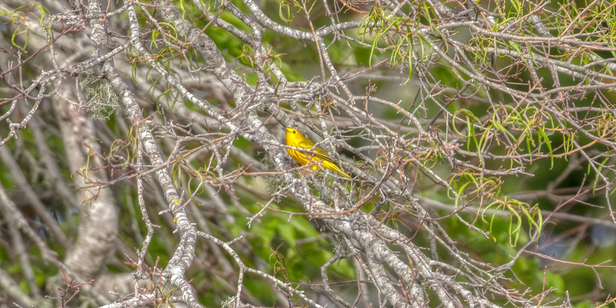 Birdwatching (May 2026)