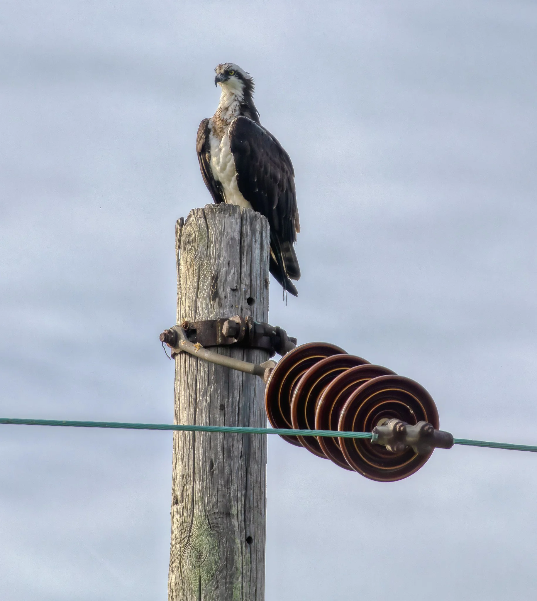 Birdwatching (May 2026)