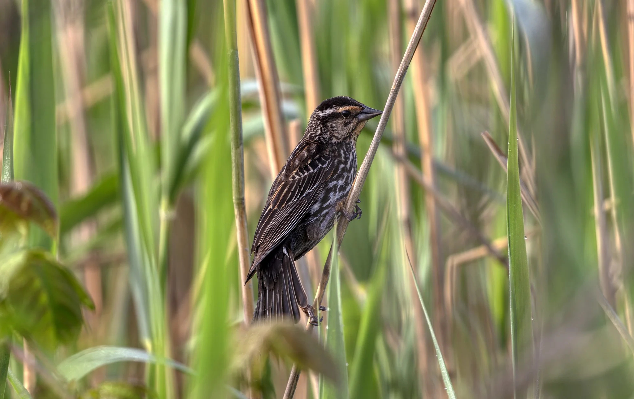 Birdwatching (May 2026)