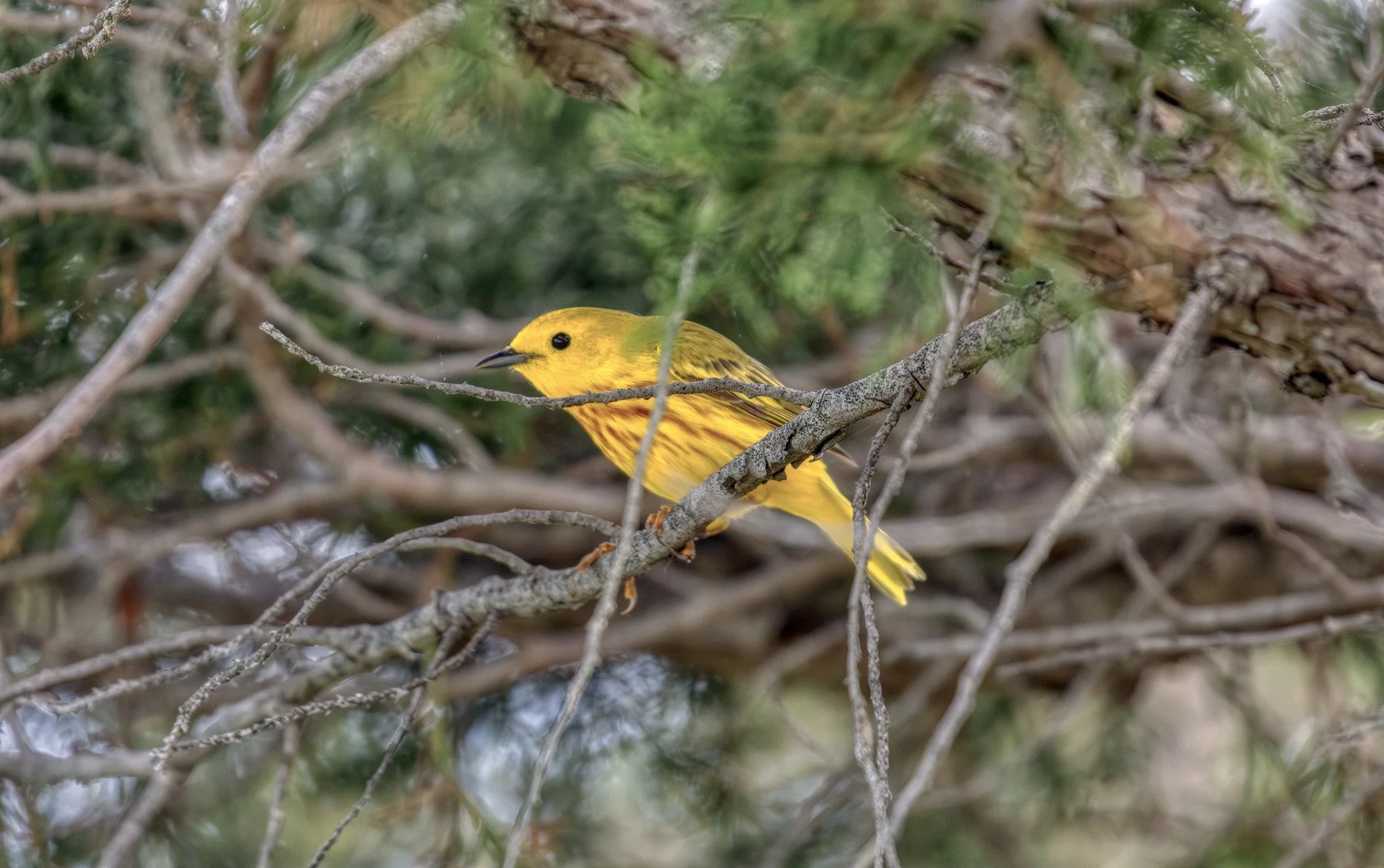 Birdwatching (May 2026)
