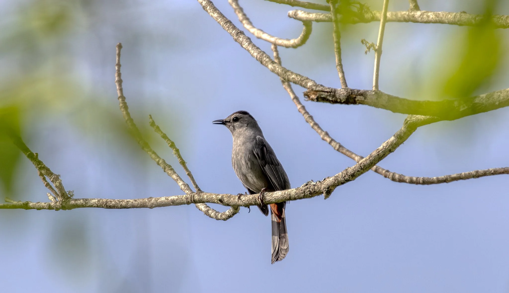 Birdwatching (May 2026)