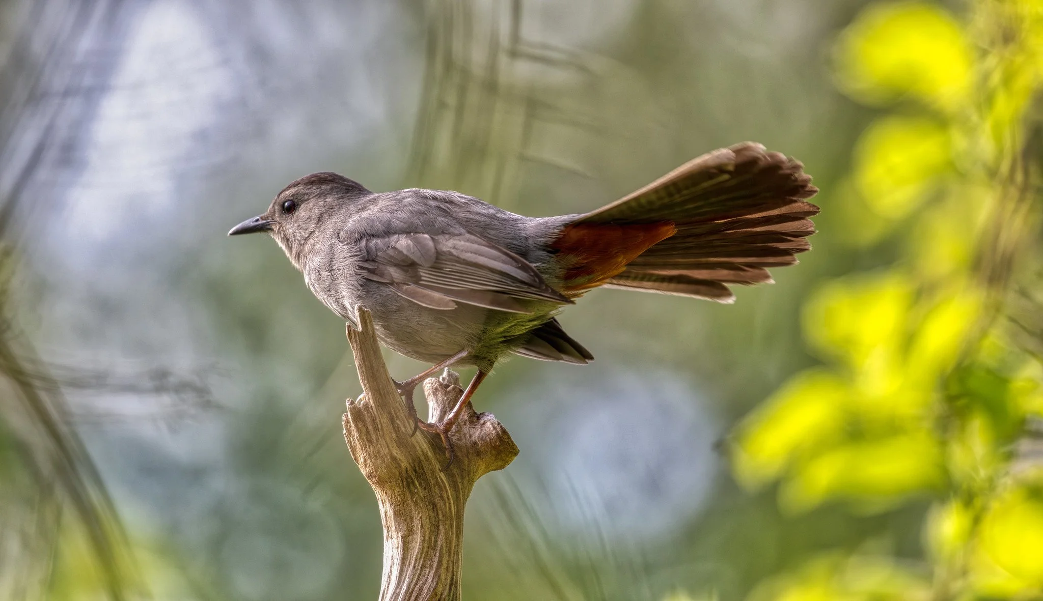 Birdwatching (May 2026)