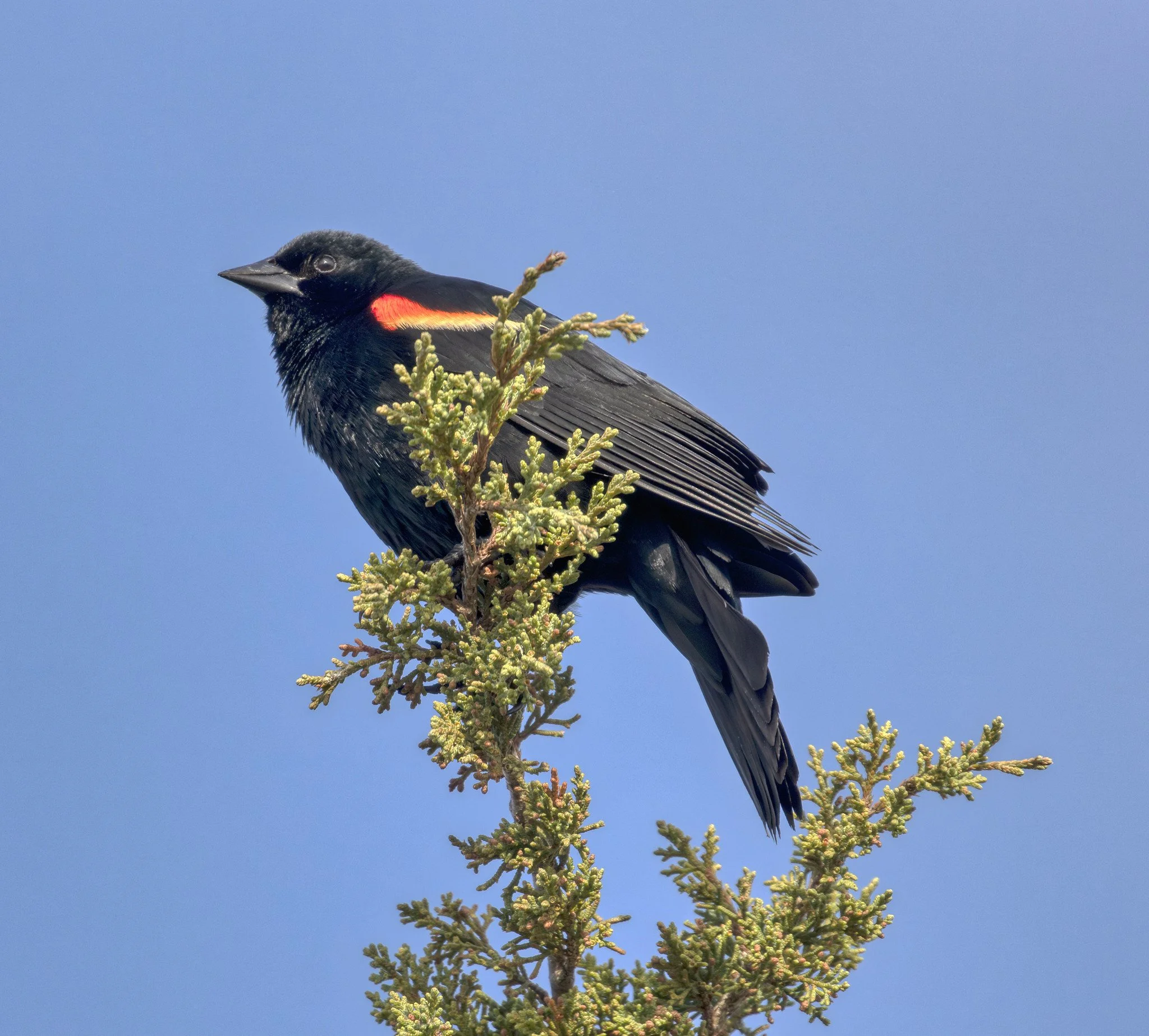 Birdwatching (May 2026)