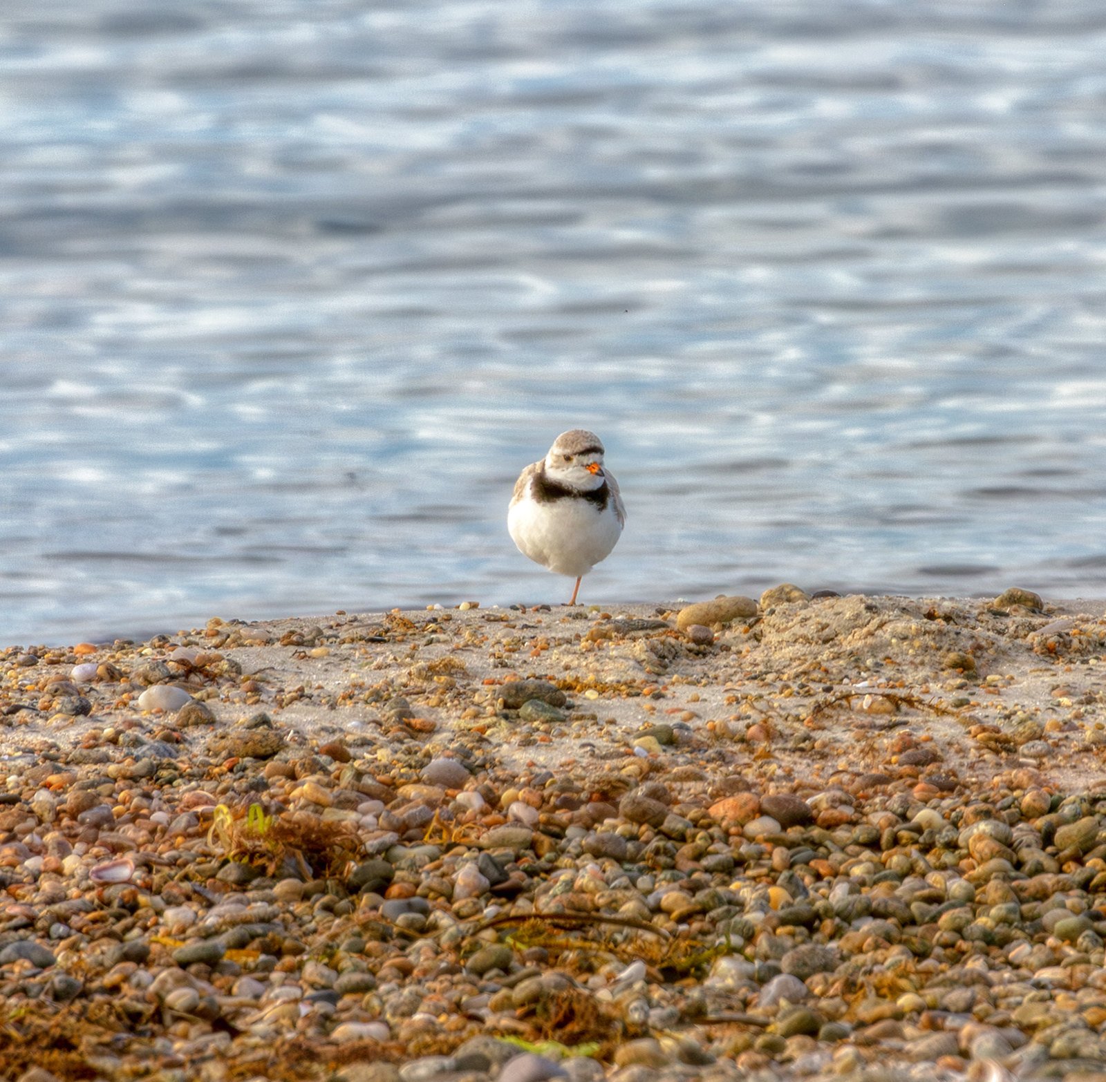 Birdwatching (May 2026)