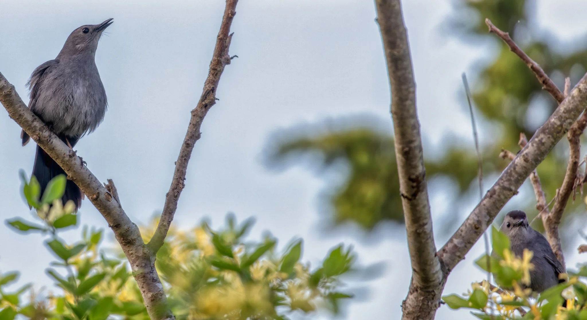 Birdwatching (May 2026)