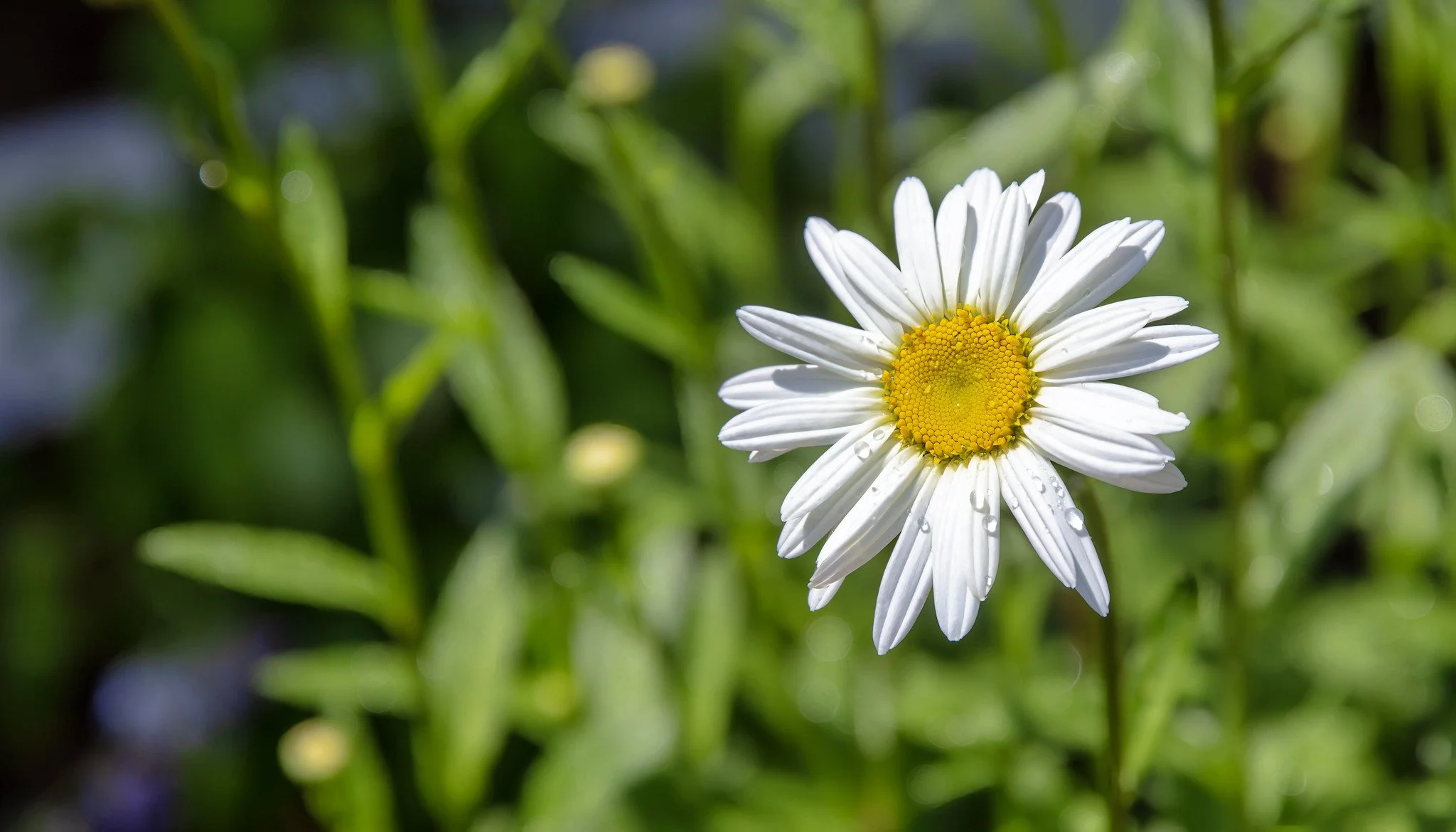 Daisies (June 2026)