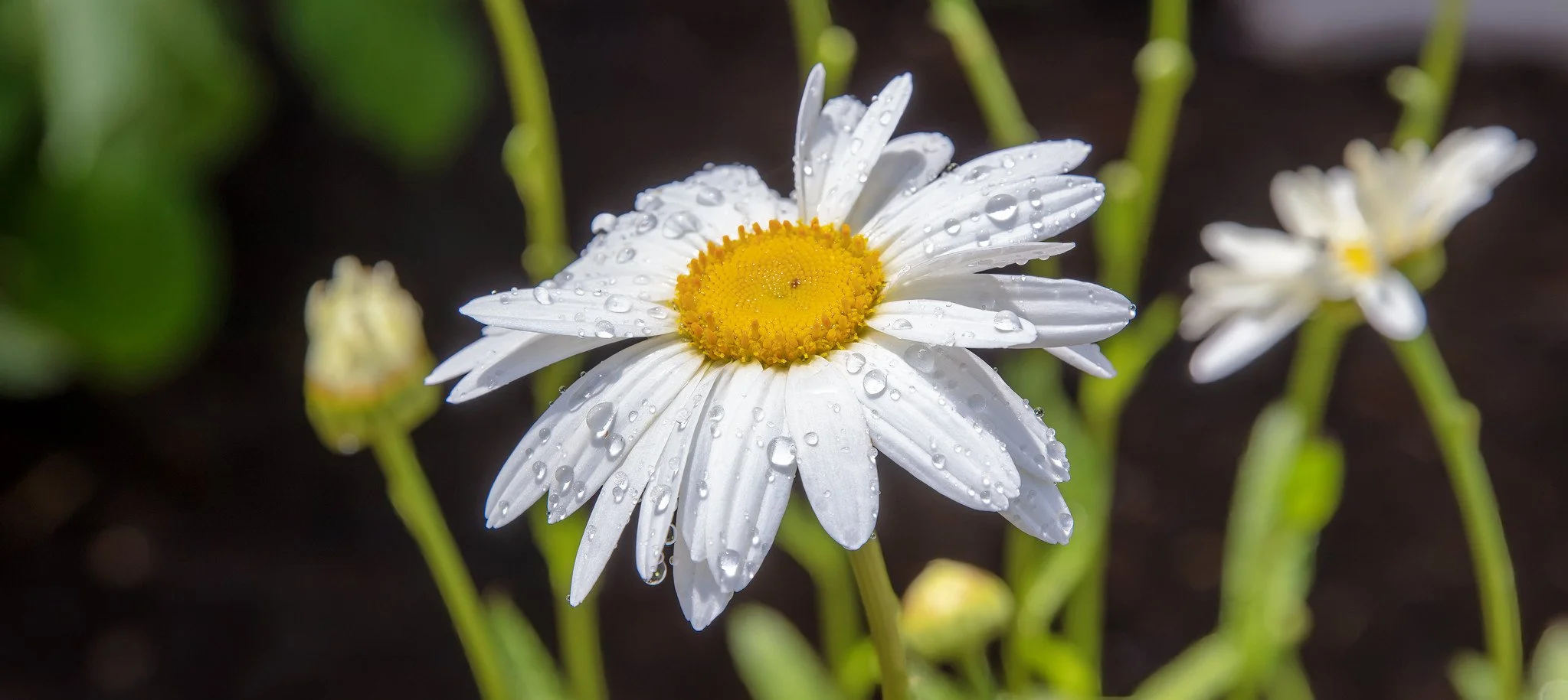 Daisies (June 2026)