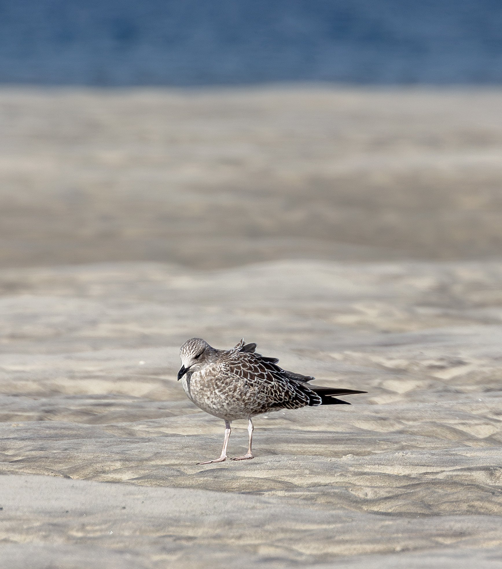 Birdwatching (September 2026)