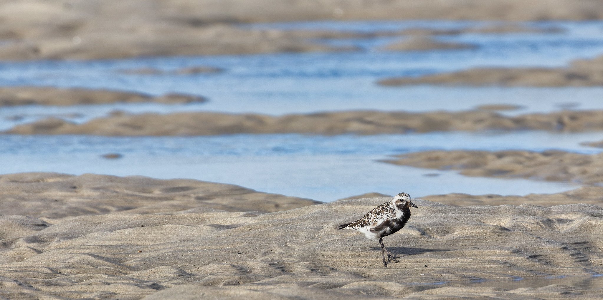 Birdwatching (September 2026)