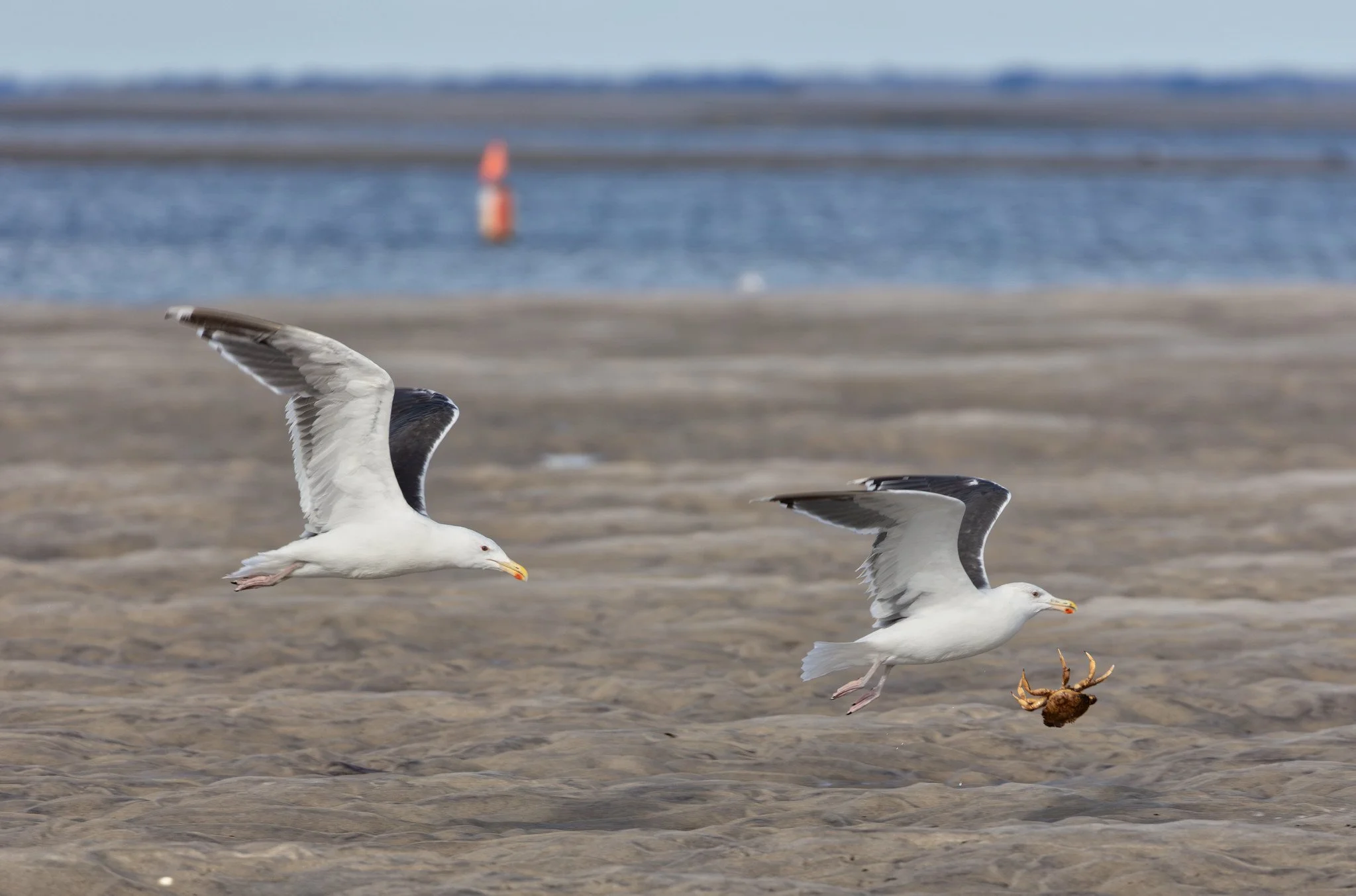 Birdwatching (September 2026)