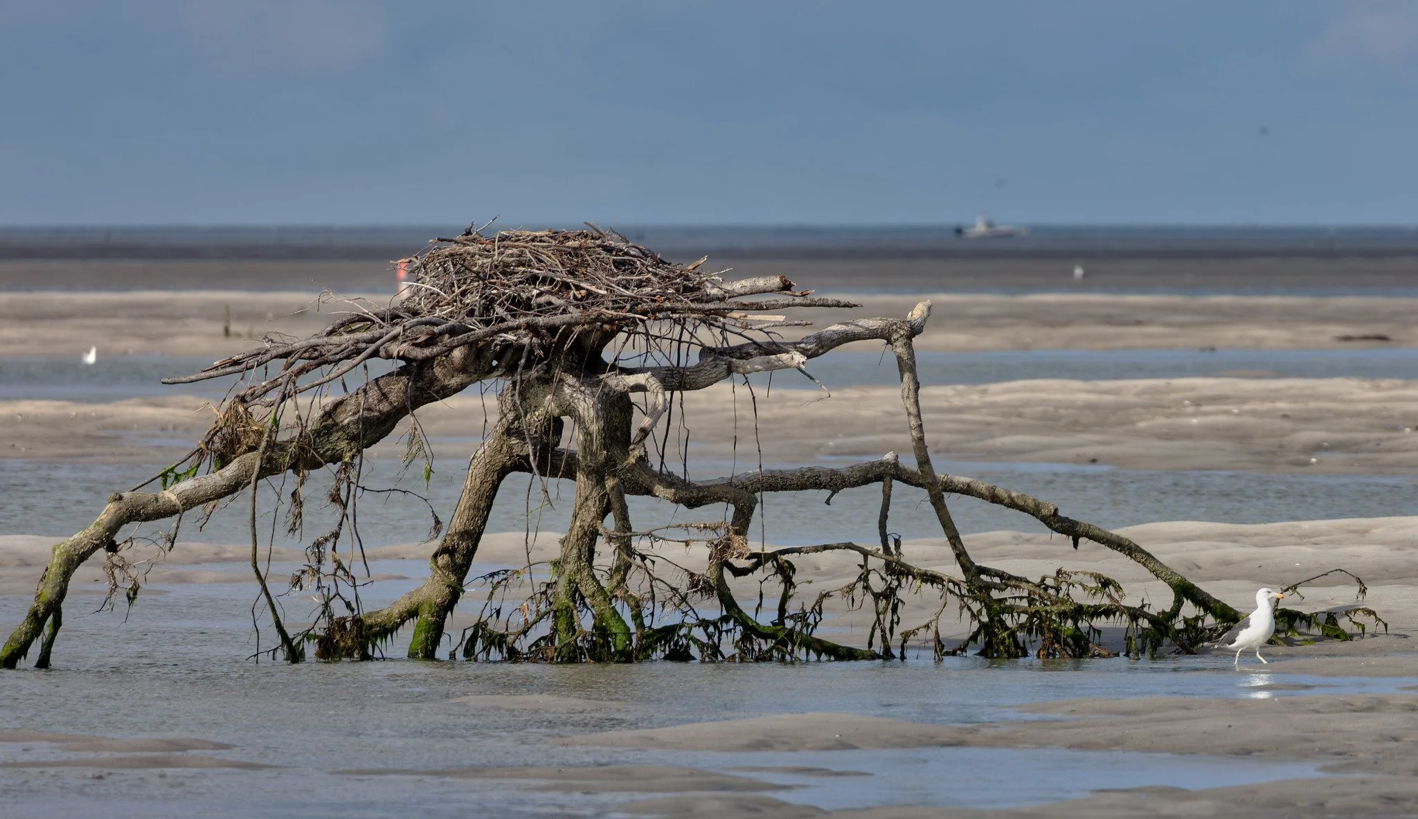 Birdwatching (September 2026)