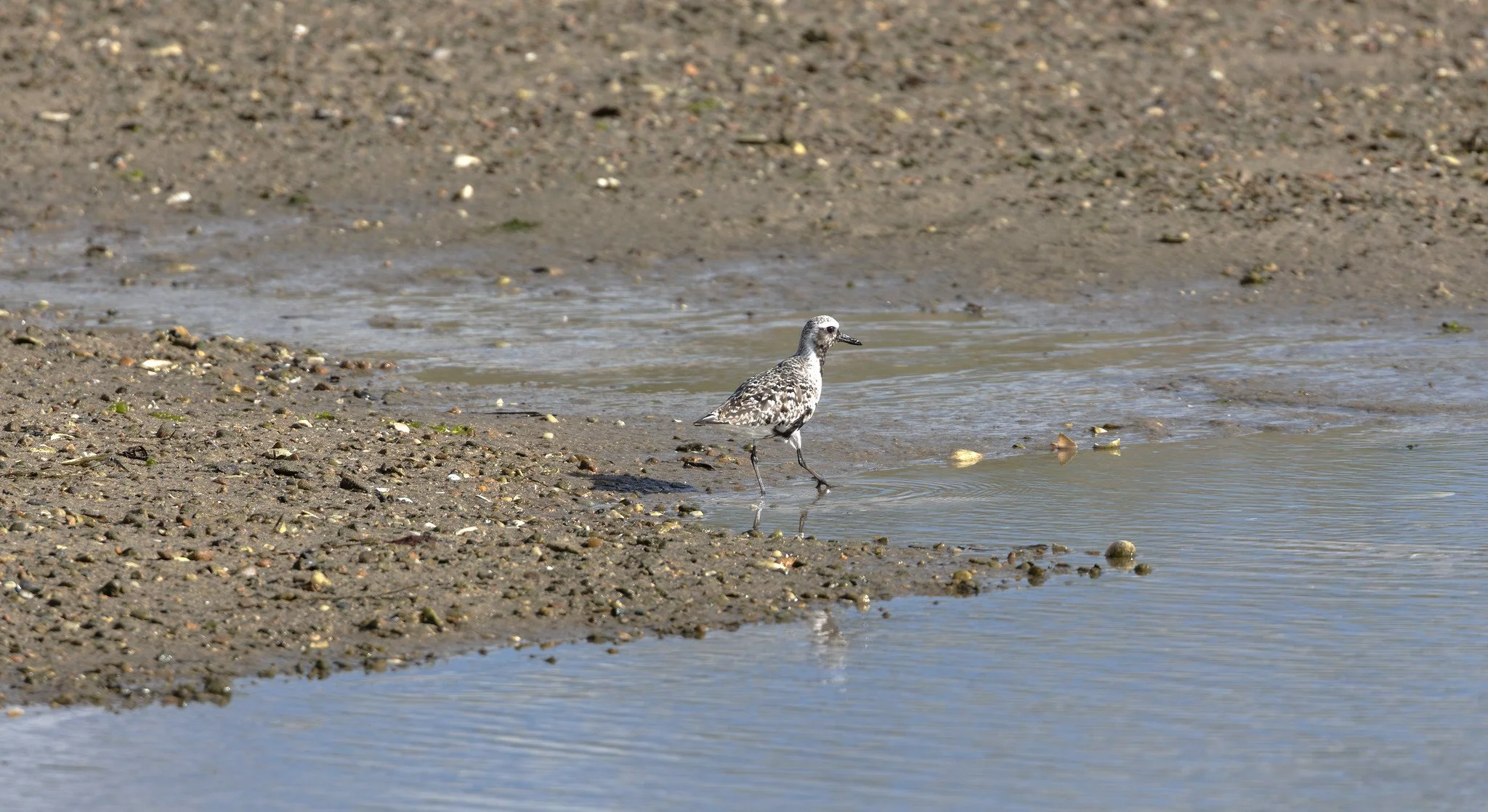 Birdwatching (September 2026)