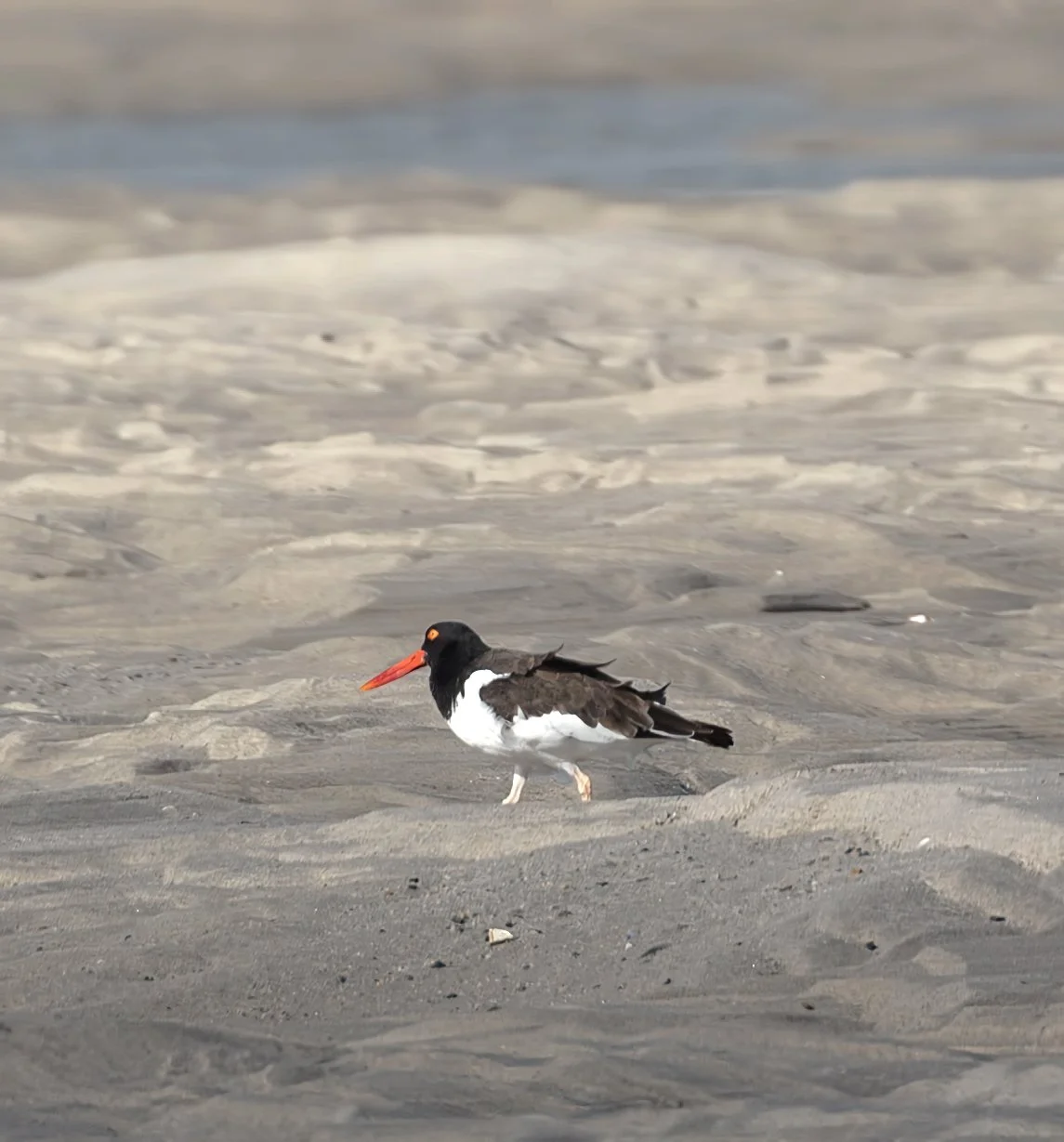 Birdwatching (September 2026)