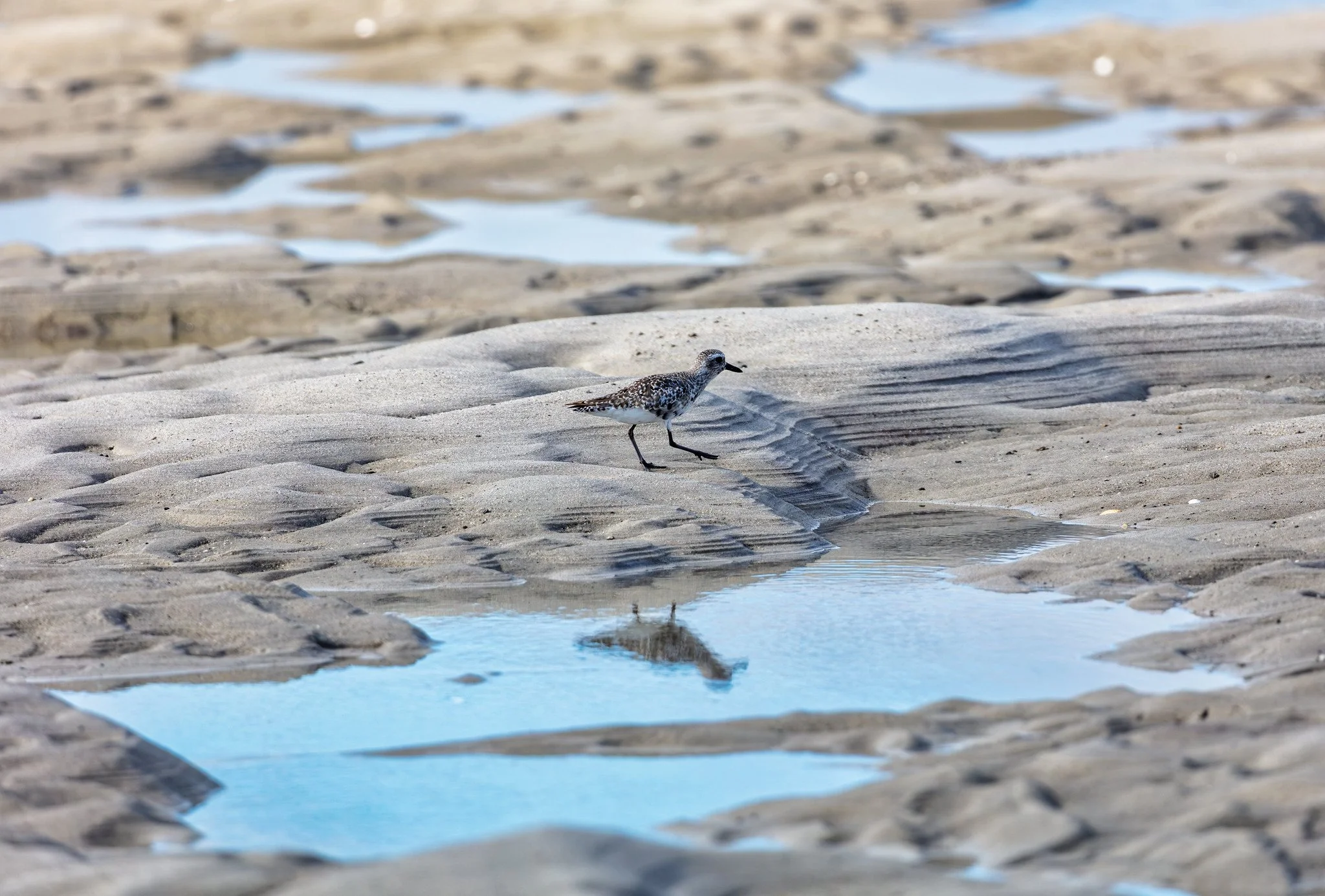 Birdwatching (September 2026)