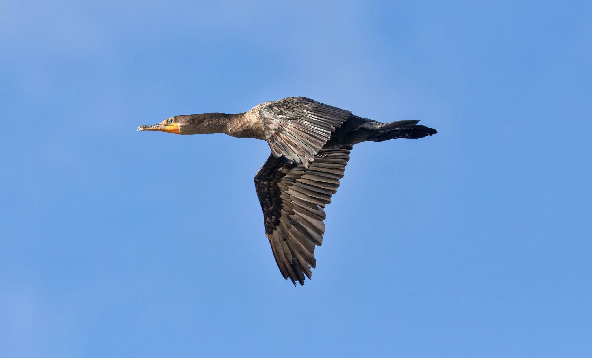 Birdwatching (September 2026)