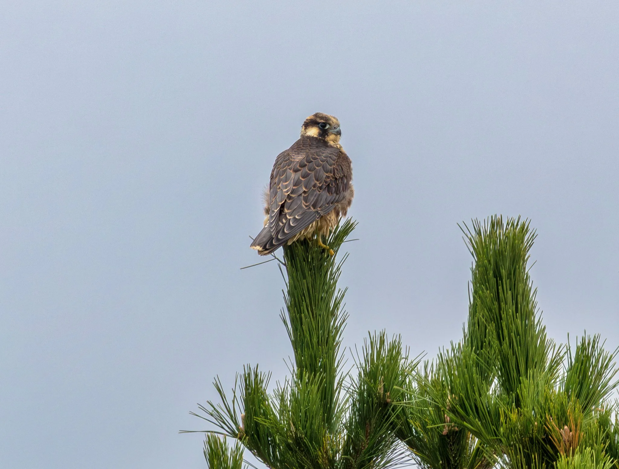 Birdwatching (October 2026)