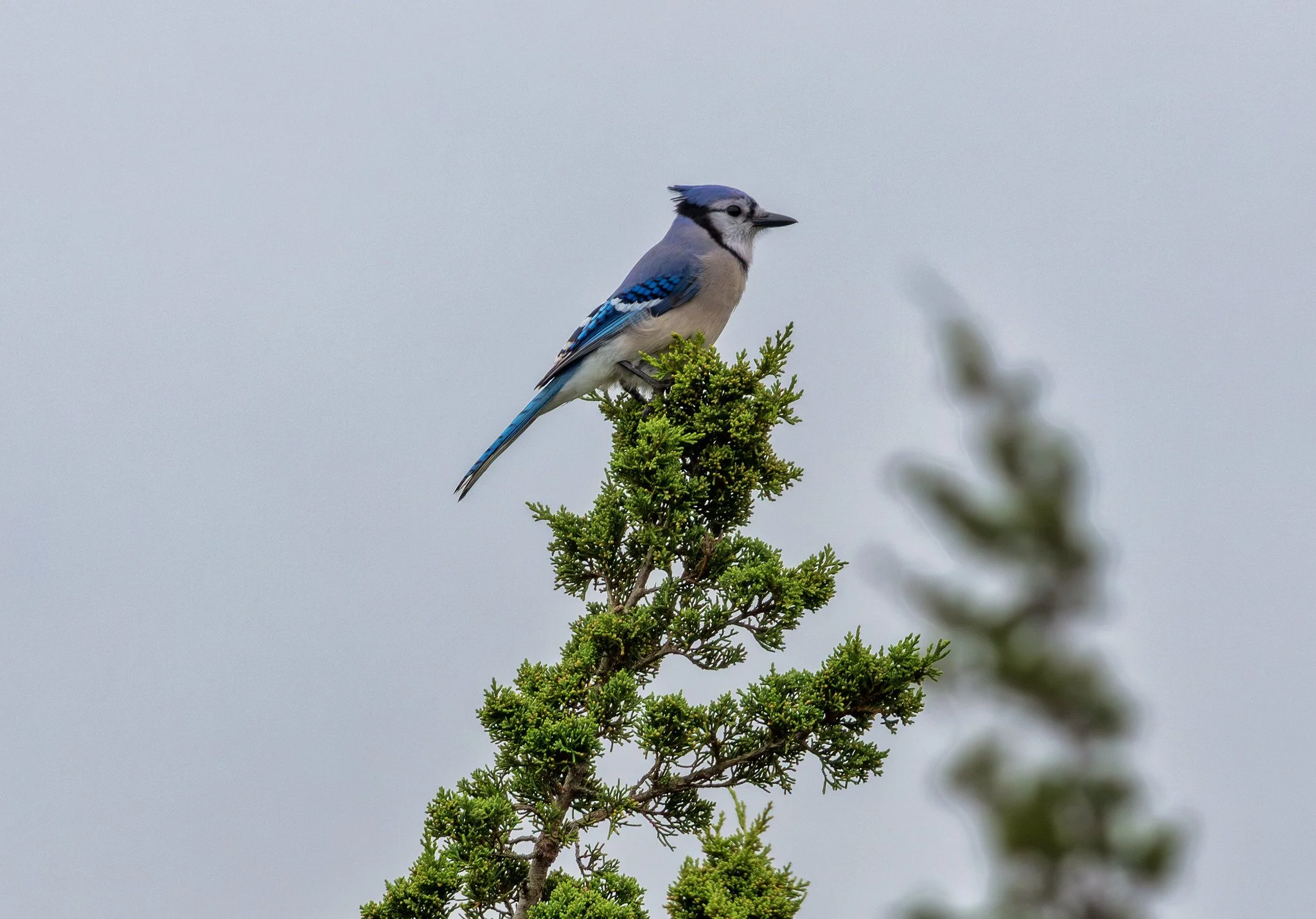 Birdwatching (October 2026)