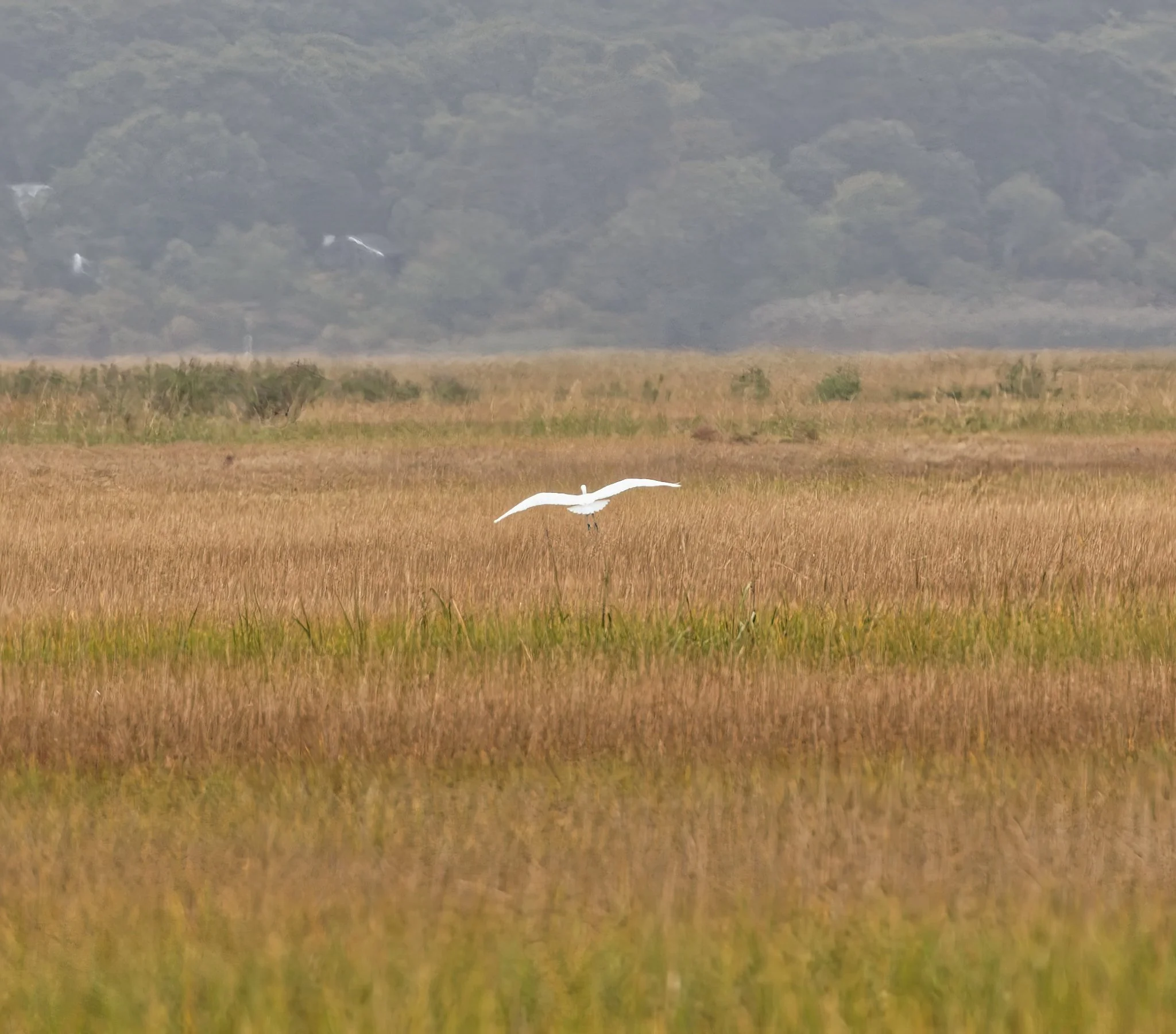 Birdwatching (October 2026)