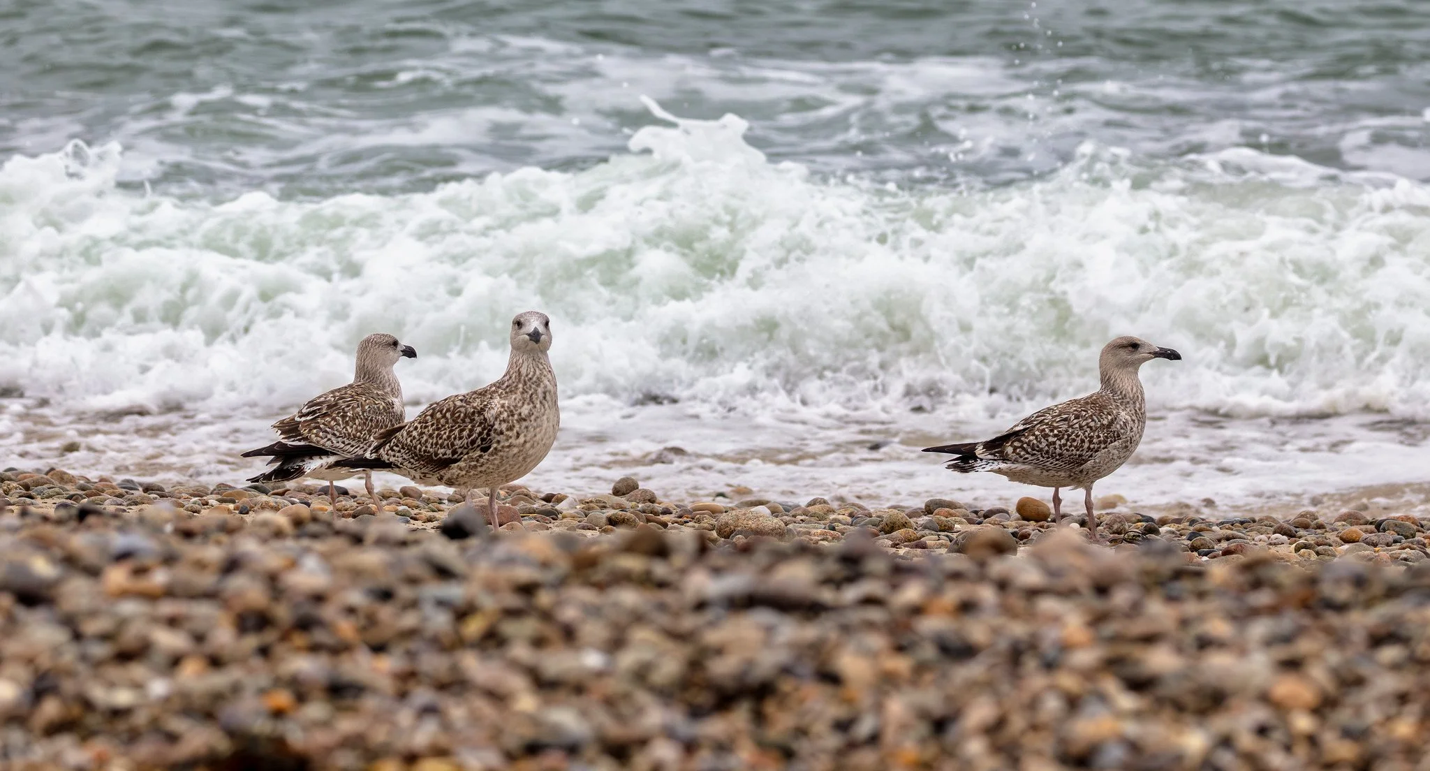 Birdwatching (October 2026)